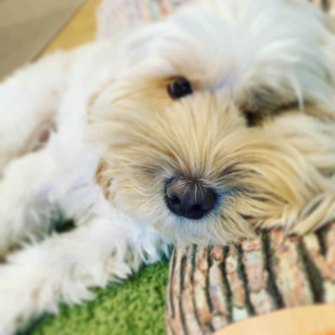 北山陽一のインスタグラム：「わかりました。仕事頑張ります。#きたやまおもち」