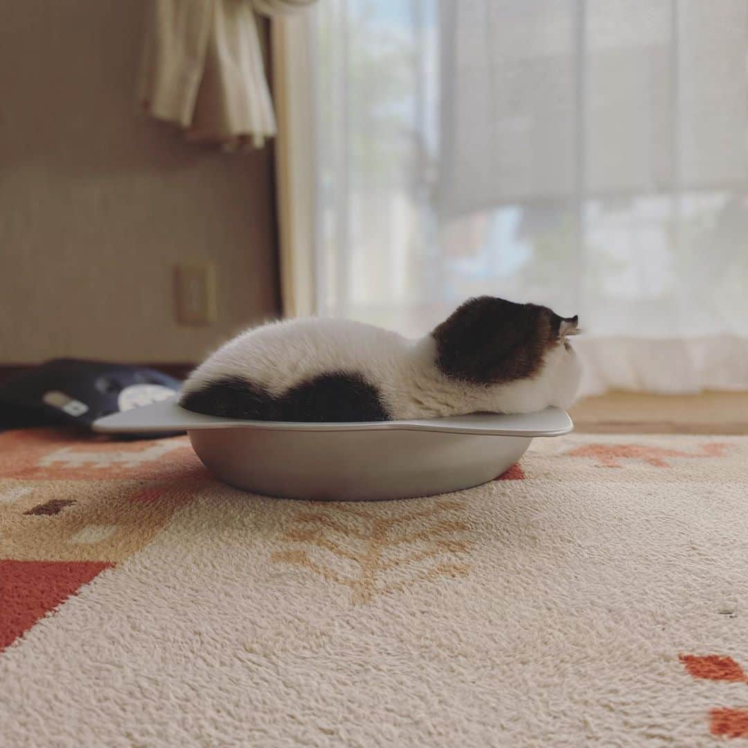 8n21のインスタグラム：「煮て食べようかな  #猫鍋 #2次発酵にも見える🍞 #cats #ねこ部」