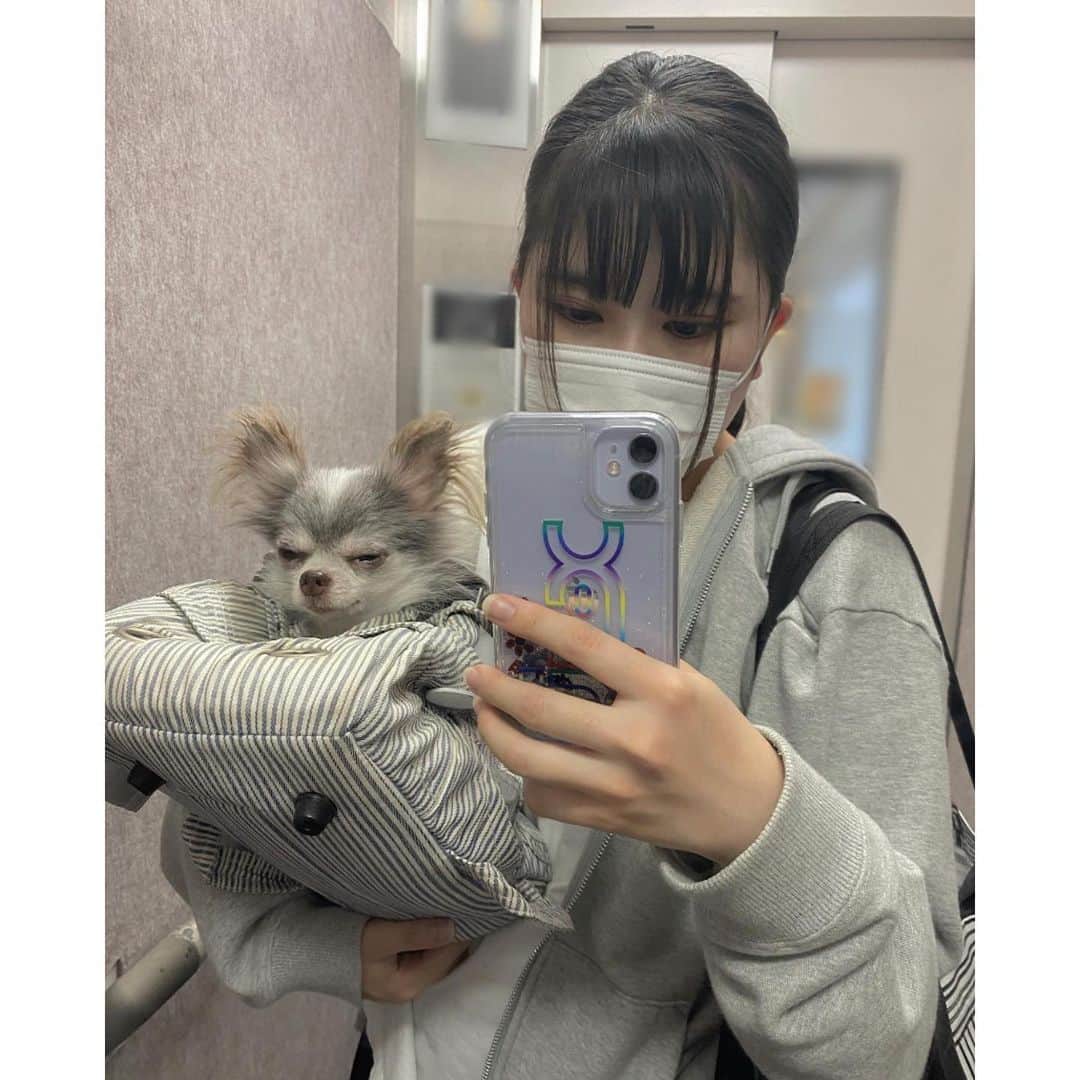 畠山あやなのインスタグラム：「* お久しぶりです~（ ; ; ）‼︎ 全然投稿できてなくてすみませんでした💦 * エレベーターの中で急いで撮った1枚なんだけど、写真がハニーちゃんが可愛すぎたので載せちゃう…🐶🎀 * 今日から夏休み(^^) 最近は、セリフ覚えるのとテレビ見るってゆうのを永遠に繰り返してますっっ(笑)🤤🍒 * 夏休みなかなか遊びに行けないけど（ ; ; ）いい思い出ができるといいなあ🥰 * #畠山彩奈#犬#チワワ#愛犬#ハニー#エレベーター#夏休み#高校３年#フォローミー#instagram#instagood#followme」