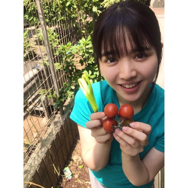 鎮西寿々歌さんのインスタグラム写真 - (鎮西寿々歌Instagram)「プチトマト？ミニトマト？オトウトマト？ 弟が育てた🍅を収穫〜 さあて、どうやって食べたのでしょう🤤  #夏野菜 #家庭菜園」8月9日 15時11分 - tarasuzuka24
