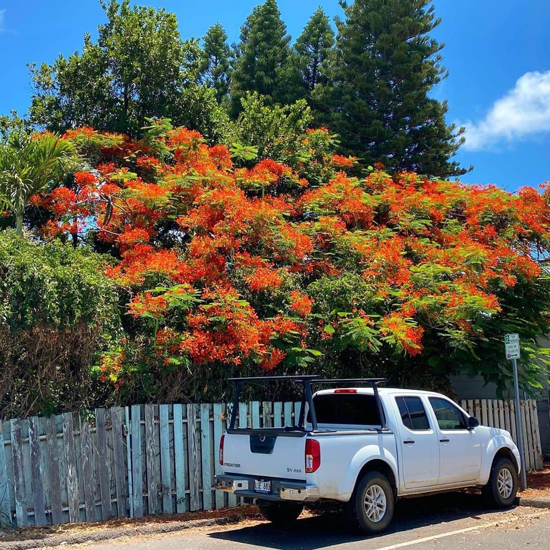 マキ・コニクソンさんのインスタグラム写真 - (マキ・コニクソンInstagram)「ハワイはどこもかしこもフォトジェニック。パーキングに何気なく咲いてたオレンジ色の花が咲いてる木がとーっても華やかでキラキラしてたよ！✨✨ ハワイの青空と太陽の光とお花の色がマッチするんだね！🧡🧡 ではまた明日！バイバイ👋🏼 #エアハワイ🌺  #リアルハワイ」8月9日 15時11分 - makikonikson