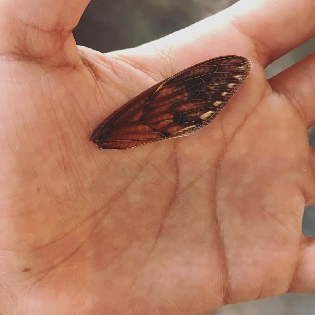 のインスタグラム：「空蝉の取るに足らじと言われども 同じ精緻を見ゆる手のひら  #いきなり #短歌  #手のひらに #M  #写真は #翅 #蝉」