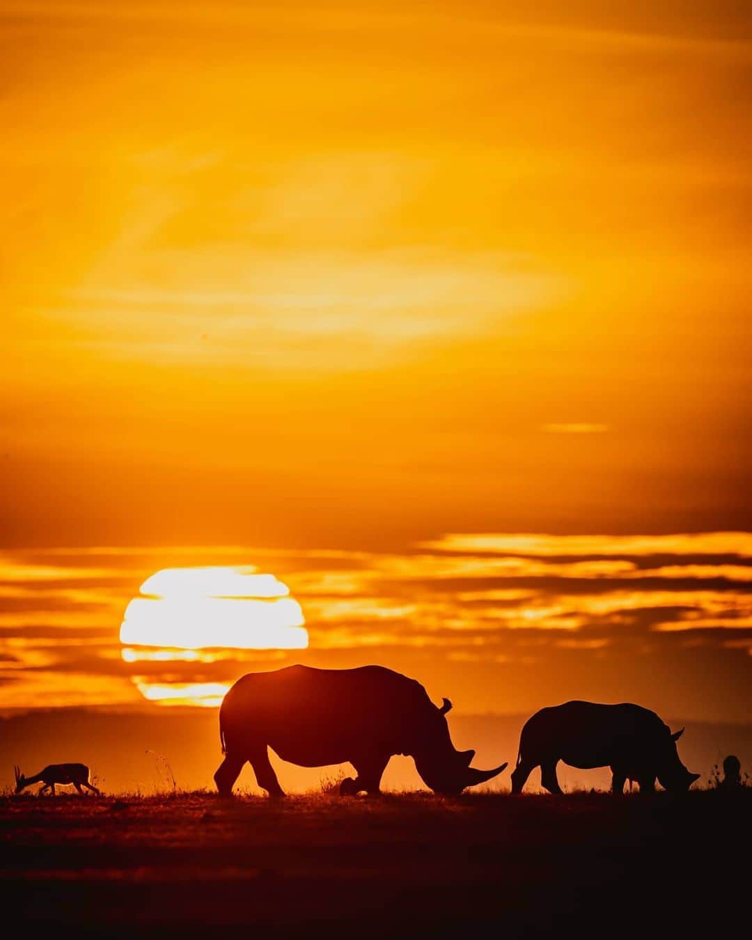 Canon Asiaのインスタグラム：「As the sun sets 🌆, get ready to grab your cameras and capture striking silhouettes against the mesmerising orange-hued sky 🧡 . Pro tip: Avoid the merging of different silhouettes to make sure your subjects are identifiable. . 📷 Image by travelfreelea on My Canon Story using the Canon EOS 7D Mark II • EF400mm f/4 DO IS II USM • f/4 • ISO 100 • 1/1600s • 400mm . Want your photos to be featured too? Tag them with #canonasia or submit them on My Canon Story, link in bio! . #canonasia #photography #explore #silhouette #colours #canon #wildlife #lens #inspiration #animals #emotions #nature #sunset #sunrise」