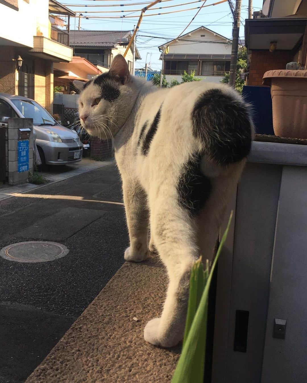 Kachimo Yoshimatsuさんのインスタグラム写真 - (Kachimo YoshimatsuInstagram)「一年前のナナクロ Nanakuro a year ago Photo:2019.08.09 一年前の写真が載らない日は来てない日。  #うちの猫ら #nanakuro #ナナクロ #猫 #ねこ #cat #ネコ #catstagram #ネコ部 http://kachimo.exblog.jp」8月9日 15時40分 - kachimo