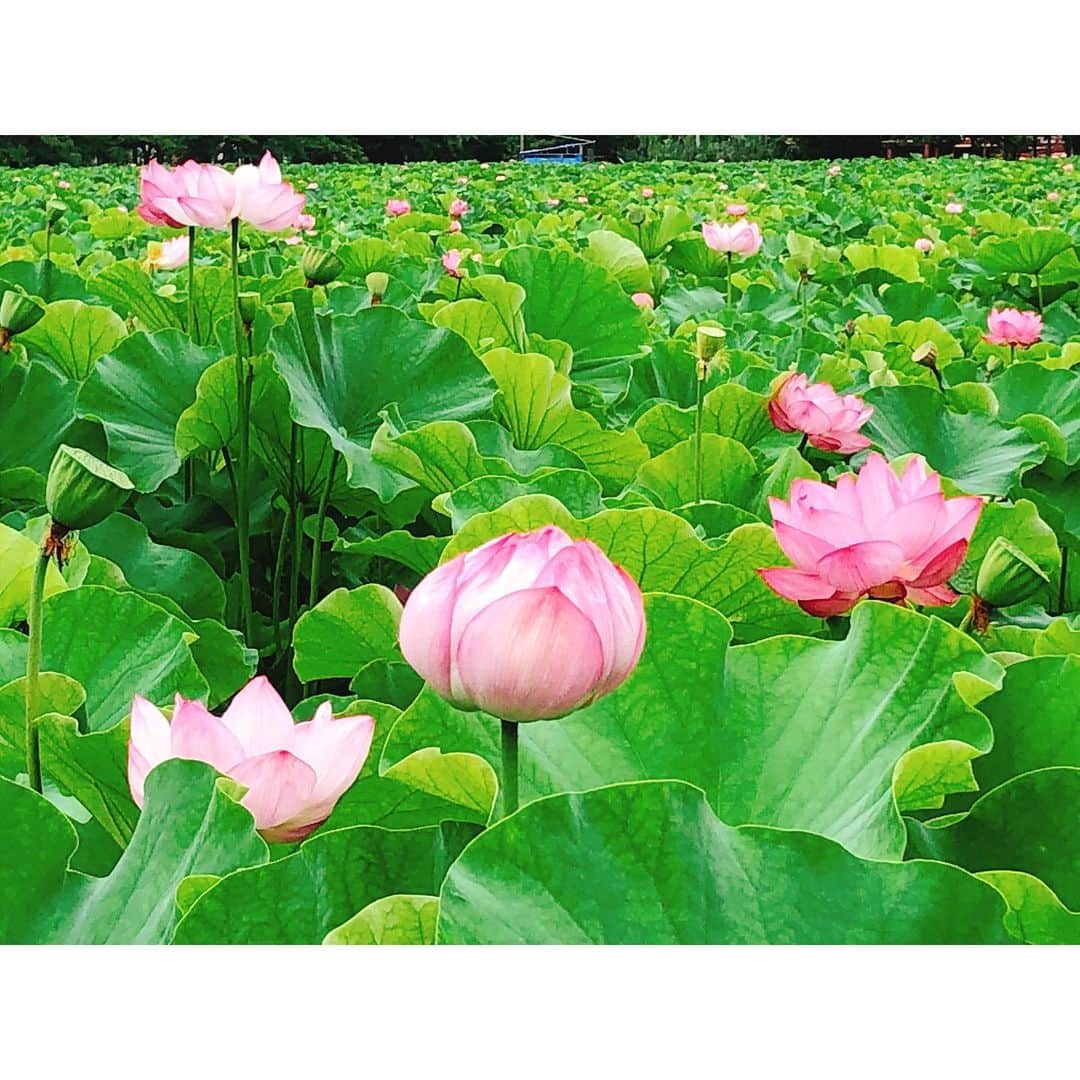 遠藤朋美さんのインスタグラム写真 - (遠藤朋美Instagram)「先日の朝、蓮畑を見に、走りに行ってきました。 ・ ドディです、こんにちは。 ・ 蓮を見に行くことが夏の楽しみの一つになりそうです。 ゴーヤとスイカとモロヘイヤがあるおかげで夏が好きです。 あとシソの葉とみょうがも好きです。 ・ 朝露が葉っぱの上に載って 風に揺られるのがきれいで、ずっとぼーっと見ていました。 ・ ゆらゆらしている様子を２枚目にのせたので、 良かったら見てみてください。 ちょっっっとだけ癒されます。 ・ 朝露を見て、走るのさぼっていました。 （さぼっているのがばれる前に あえて自ら先に言うことにしました。） でも、走るのは好きです。 ・ ・ ・ そんなこんなですが、お久しぶりに、 #日本から直行便で行けるリゾートマラソン大会 について。 ・ 7月中に調べ終わるぞ。と思っていて、意気込んでいたのですが、 終わらなかった・・・ と、思っていたら、なんと、終わっていました。 ・ ラスト２！で、フィジーとタヒチ調べようと思ったら、 マラソン大会会場周辺には直行便が無かったという、 ニアミスを起こしていることに気が付いた８月のドディさん。 ・ フィジーマラソンの場合は、 ナンディまで飛んで国内線乗り換え タヒチマラソンの場合は、 パペーテまで飛んで国内線乗り換えでした。 ・ どちらも、新婚旅行なんかにも人気のリゾート地なので、 行ってみたい気持ちは満載。と、いうことで、 ざっくり調べてみることにしました。 ・ ・ ・ ＝＝＝＝☆＝＝＝＝ フィジー・スヴァ国際マラソン ・ ☆シーズン：7月3～4週目の日曜日 ☆国（首都）、場所：リパブリック・オブ・フィジー（スヴァ）/スヴァ ☆言語：英語 ☆直通便フライト時間：‪9時間（ナンディまで行って国内線乗り換え。）‬ ☆フル参加料金：14000円 ☆フル制限時間：‪7時間‬ ☆フルスタート時間：‪5:30‬ ☆種目：フル、ハーフ、10km ＝＝＝＝☆＝＝＝＝ 開催時期が南半球の冬なので、 気温25~8度くらい、比較的すずしいそうです。 あと、物価もお安め、英語も通じて割と過ごしやすそうですね。 ・ ・ ・ ＝＝＝＝☆＝＝＝＝ タヒチ・モーレア国際マラソン ・ ☆シーズン：４月１週目土曜(2020)毎年変わっているようです ☆国（首都）、場所：フランス領/モーレア島 ☆言語：モーレア語 ☆直通便フライト時間：‪11時間（パベーテまで行って国内線乗り換え。）‬ ☆フル参加料金：10000円~15000円 ☆フル制限時間：‪6時間‬ ☆フルスタート時間：‪4:30‬ ☆種目：フル、ハーフ、5km ＝＝＝＝☆＝＝＝＝ タヒチと言えば小さいころ遊んだ人生ゲームの ゴール直前の一マスで、 「タヒチでゴーギャンの絵を買う。２億円支払う。」 と言うマスにあたり、 最後の最後に大暴落する。という 人生ゲームあるあるに陥ったのが懐かしいです。 気を付けようと思います。 ・ タヒチに行ったことは、ありません。 ・ ・ ・  #ドディ #世界を走れドディ #ランニング女子 #ランスタグラマー #running #Marathon #Laufen  #달리기 #마라톤 #跑步 #马拉松 #走ること  #蓮 #蓮畑 #直行便で行けるリゾートマラソン」8月9日 15時48分 - aristocatsthe817