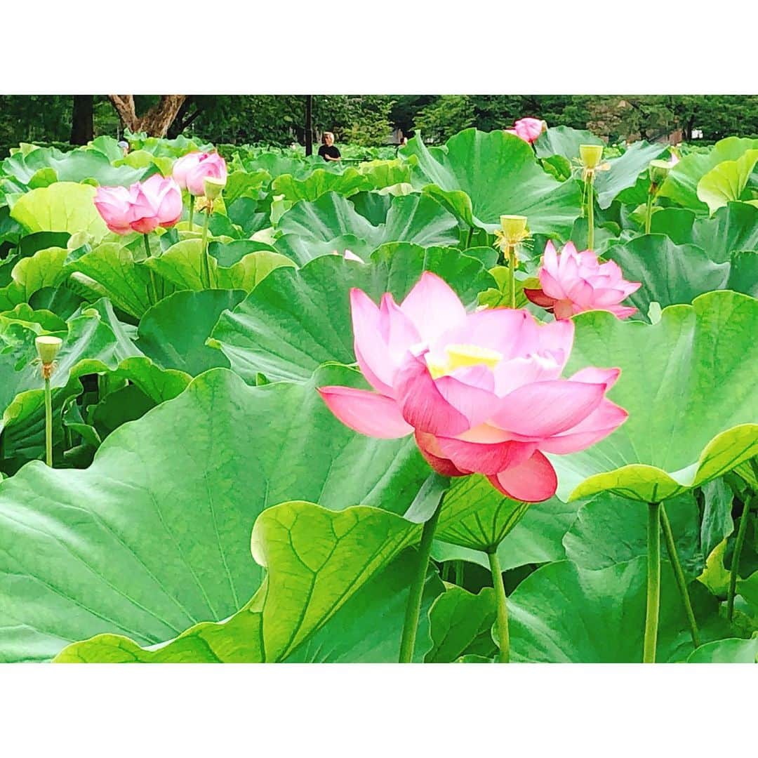 遠藤朋美さんのインスタグラム写真 - (遠藤朋美Instagram)「先日の朝、蓮畑を見に、走りに行ってきました。 ・ ドディです、こんにちは。 ・ 蓮を見に行くことが夏の楽しみの一つになりそうです。 ゴーヤとスイカとモロヘイヤがあるおかげで夏が好きです。 あとシソの葉とみょうがも好きです。 ・ 朝露が葉っぱの上に載って 風に揺られるのがきれいで、ずっとぼーっと見ていました。 ・ ゆらゆらしている様子を２枚目にのせたので、 良かったら見てみてください。 ちょっっっとだけ癒されます。 ・ 朝露を見て、走るのさぼっていました。 （さぼっているのがばれる前に あえて自ら先に言うことにしました。） でも、走るのは好きです。 ・ ・ ・ そんなこんなですが、お久しぶりに、 #日本から直行便で行けるリゾートマラソン大会 について。 ・ 7月中に調べ終わるぞ。と思っていて、意気込んでいたのですが、 終わらなかった・・・ と、思っていたら、なんと、終わっていました。 ・ ラスト２！で、フィジーとタヒチ調べようと思ったら、 マラソン大会会場周辺には直行便が無かったという、 ニアミスを起こしていることに気が付いた８月のドディさん。 ・ フィジーマラソンの場合は、 ナンディまで飛んで国内線乗り換え タヒチマラソンの場合は、 パペーテまで飛んで国内線乗り換えでした。 ・ どちらも、新婚旅行なんかにも人気のリゾート地なので、 行ってみたい気持ちは満載。と、いうことで、 ざっくり調べてみることにしました。 ・ ・ ・ ＝＝＝＝☆＝＝＝＝ フィジー・スヴァ国際マラソン ・ ☆シーズン：7月3～4週目の日曜日 ☆国（首都）、場所：リパブリック・オブ・フィジー（スヴァ）/スヴァ ☆言語：英語 ☆直通便フライト時間：‪9時間（ナンディまで行って国内線乗り換え。）‬ ☆フル参加料金：14000円 ☆フル制限時間：‪7時間‬ ☆フルスタート時間：‪5:30‬ ☆種目：フル、ハーフ、10km ＝＝＝＝☆＝＝＝＝ 開催時期が南半球の冬なので、 気温25~8度くらい、比較的すずしいそうです。 あと、物価もお安め、英語も通じて割と過ごしやすそうですね。 ・ ・ ・ ＝＝＝＝☆＝＝＝＝ タヒチ・モーレア国際マラソン ・ ☆シーズン：４月１週目土曜(2020)毎年変わっているようです ☆国（首都）、場所：フランス領/モーレア島 ☆言語：モーレア語 ☆直通便フライト時間：‪11時間（パベーテまで行って国内線乗り換え。）‬ ☆フル参加料金：10000円~15000円 ☆フル制限時間：‪6時間‬ ☆フルスタート時間：‪4:30‬ ☆種目：フル、ハーフ、5km ＝＝＝＝☆＝＝＝＝ タヒチと言えば小さいころ遊んだ人生ゲームの ゴール直前の一マスで、 「タヒチでゴーギャンの絵を買う。２億円支払う。」 と言うマスにあたり、 最後の最後に大暴落する。という 人生ゲームあるあるに陥ったのが懐かしいです。 気を付けようと思います。 ・ タヒチに行ったことは、ありません。 ・ ・ ・  #ドディ #世界を走れドディ #ランニング女子 #ランスタグラマー #running #Marathon #Laufen  #달리기 #마라톤 #跑步 #马拉松 #走ること  #蓮 #蓮畑 #直行便で行けるリゾートマラソン」8月9日 15時48分 - aristocatsthe817
