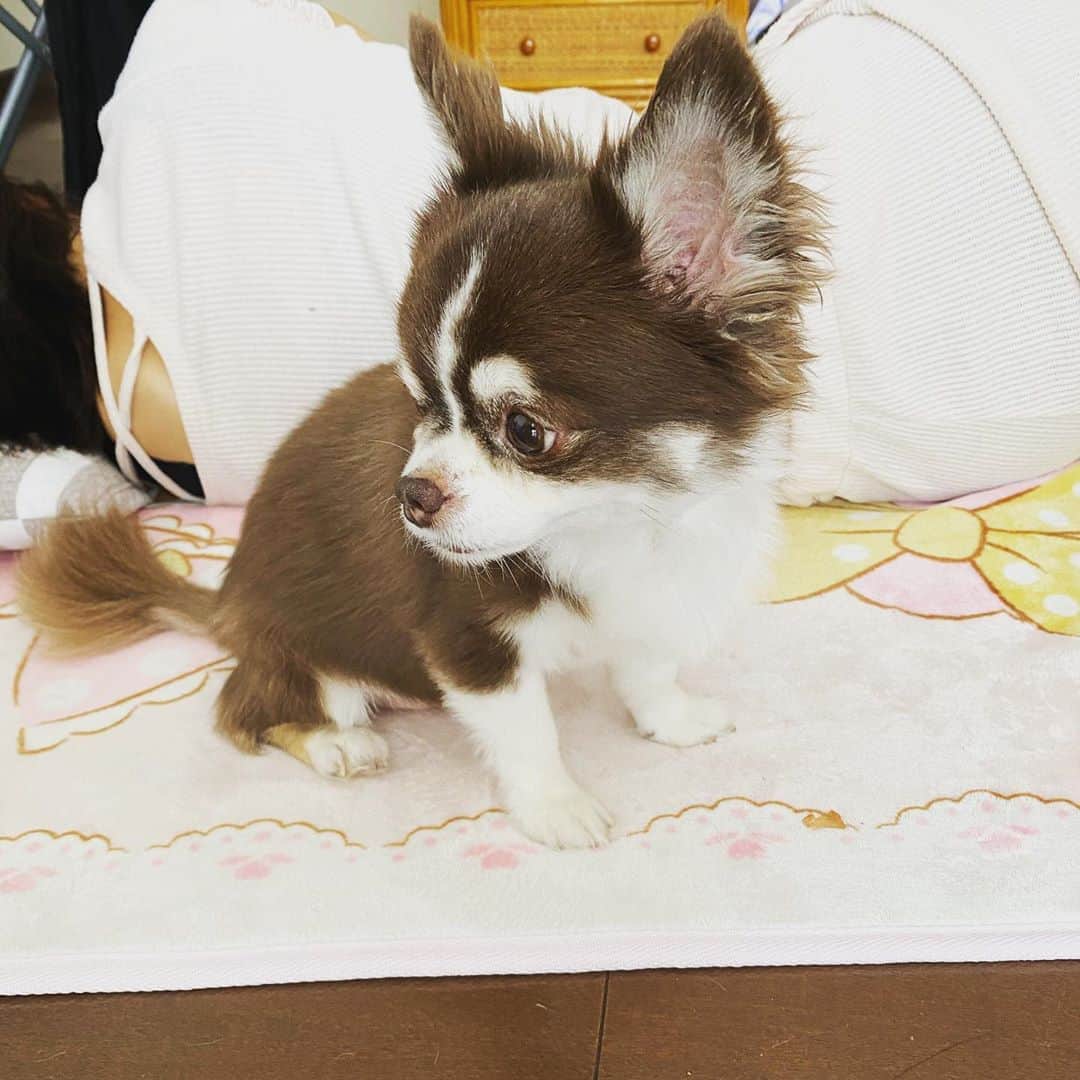 こまけいこのインスタグラム：「エアコンがあるのがリビングだけなので、それぞれが私物持ってきて集まる。  ゴロゴロしてるうちに1日が終わる。  息子が勉強の合間にガスレンジと風呂とトイレ掃除してくれた。 あ、洗濯物も干してくれた。  私なんもしてない。 娘もなんもしてない。 ダメなところが似過ぎ。」