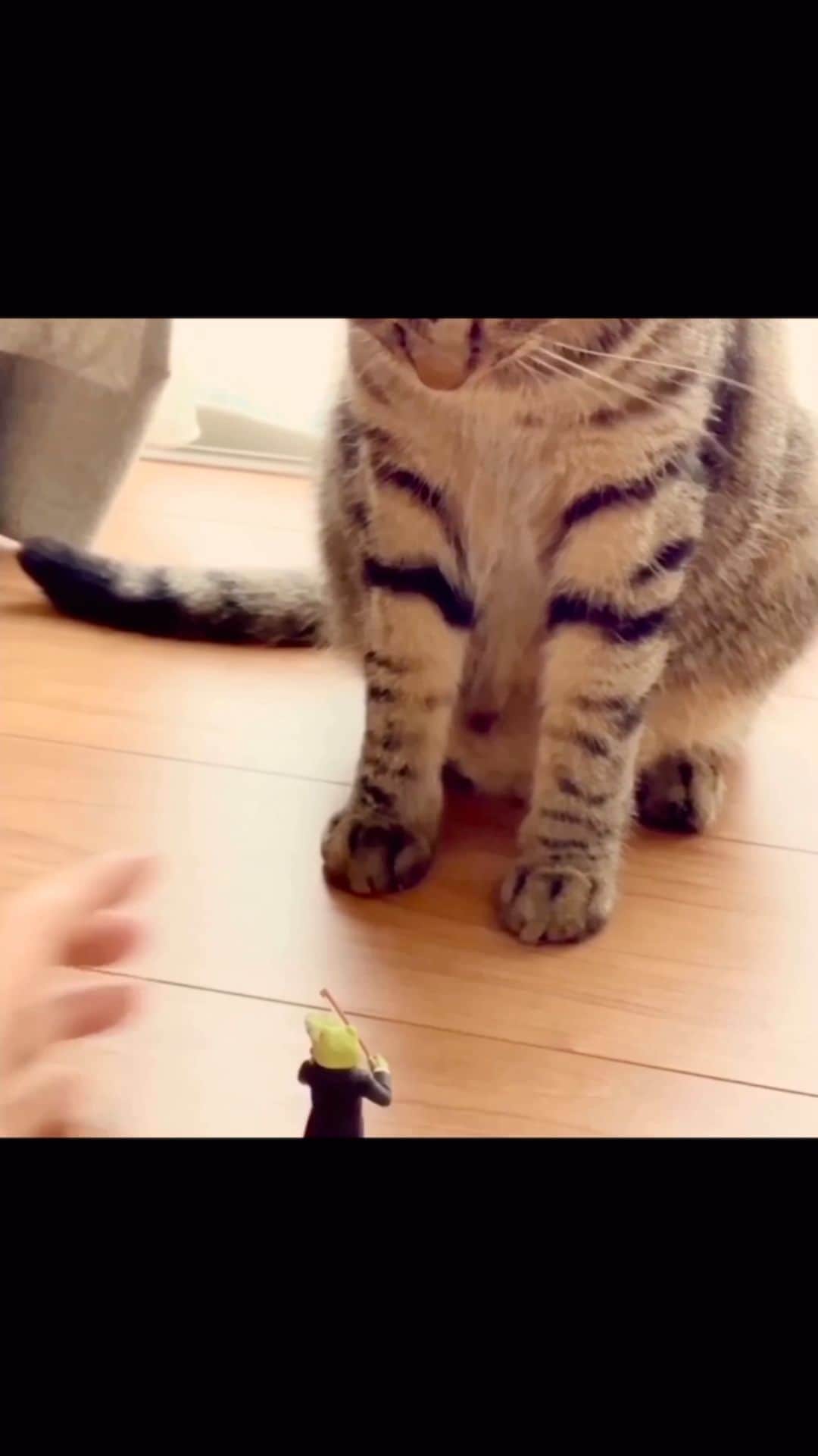 のインスタグラム：「🐈🐊」