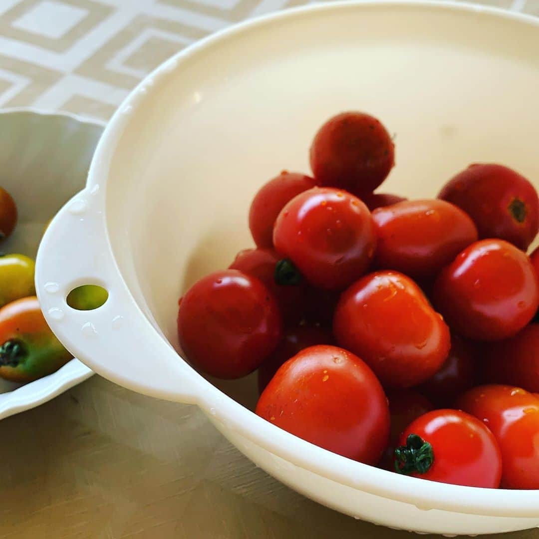 都竹悦子さんのインスタグラム写真 - (都竹悦子Instagram)「こんなんいくらあっても嬉しいですからねー（ミルクボーイ風に。）  父が育ててくれていますが、更にご近所さんからいただきました。 パクパクつまんでいっぱい食べちゃう！  #プチトマト　#我が家のものは　#今年は黄色　#夏野菜　#飛騨の暮らし」8月9日 16時16分 - etsukotsuzuku