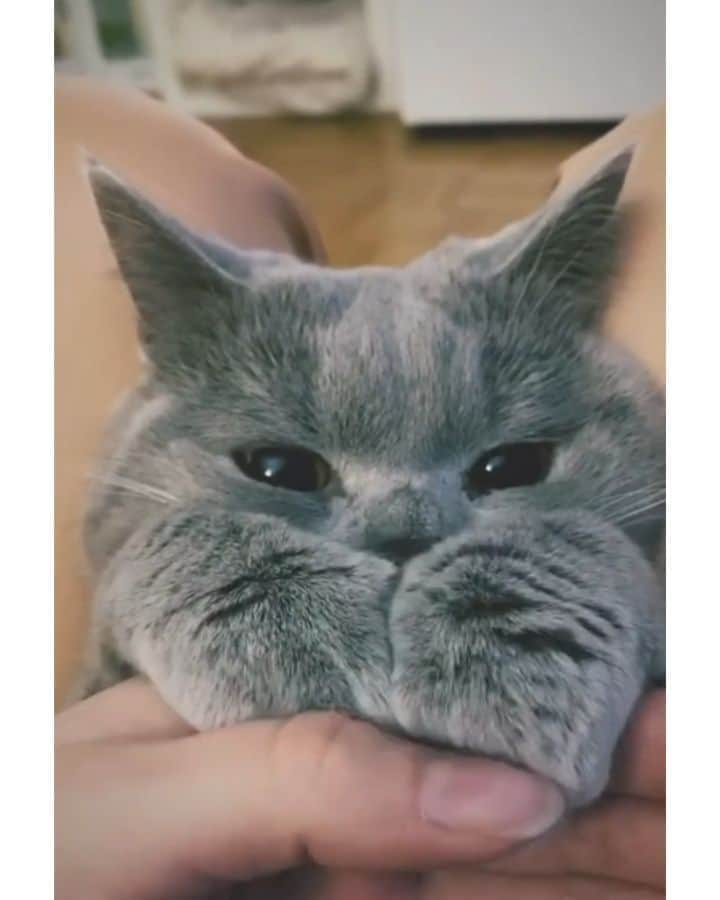 Pleasant Catsのインスタグラム：「How can someone hate cats 🥺❤  From lyothecat - on tiktok  #pleasantcats」