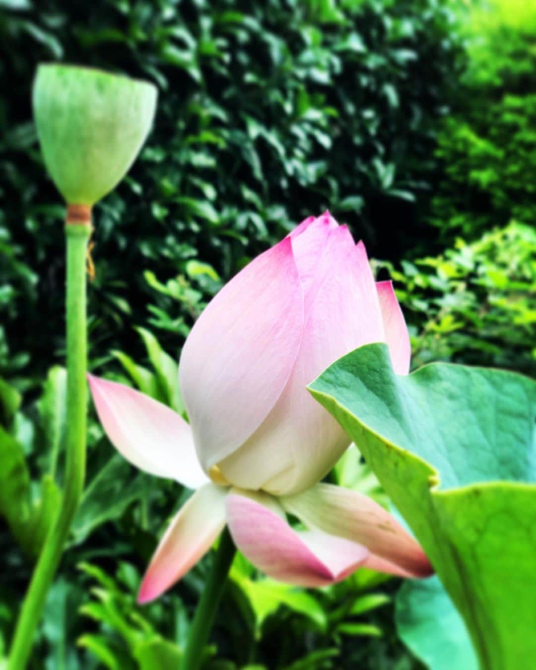 名越康文さんのインスタグラム写真 - (名越康文Instagram)「#お詣り」8月9日 17時01分 - nakoshiyasufumi