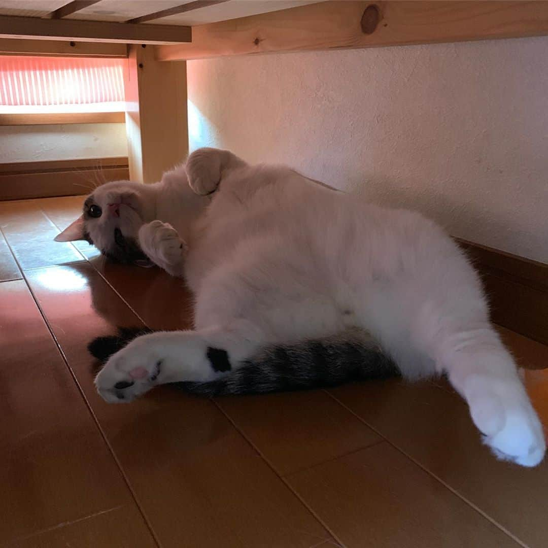 ひのき猫さんのインスタグラム写真 - (ひのき猫Instagram)「子供部屋の温度 ただ今35度🥵  暑くないんだろうか・・・？  モワッとした部屋で、もふもふの毛をまとって、  人間なら熱中症になってると思います😅  好んでここに来るので、猫って結構暑さに強いんだなと感心しました💦  ・ ・ ・ #豆大福 #暑さに強い猫 #子供部屋 #ひのき猫 #猫部 #猫のいる生活 #にゃんすたぐらむ #cat #catstagram #cutecat」8月9日 16時59分 - hinoki.cute.kitten