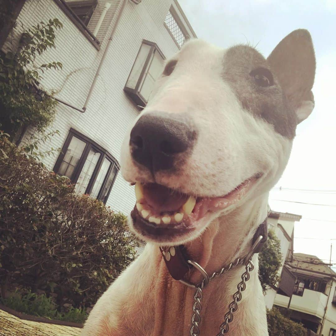 Q太郎さんのインスタグラム写真 - (Q太郎Instagram)「#minituru#bull#terrier#minibullterrier#miniturubullterrier#dog#dogstagram#cute#qtaro#love#family#ミニチュア#ブルテリア#ミニチュアブルテリア#Q太郎」8月9日 17時00分 - qtaro.jun