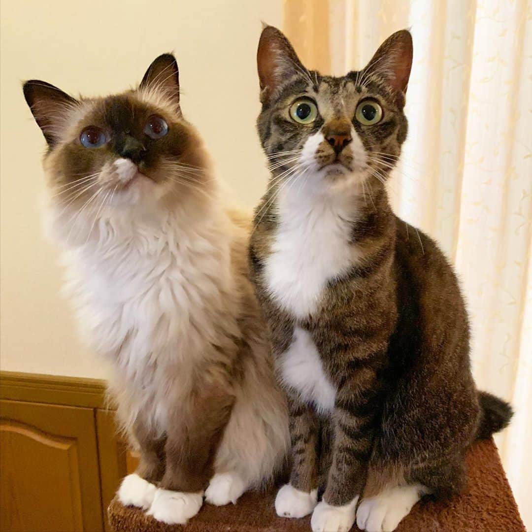 のインスタグラム：「お盆帰省するかギリギリまで悩んでます 会いたいなぁ😭  #cat #猫 #ragdoll #ラグドール #ホワイトポッチーズ #よもねこ #よもぎねこ #キジトラ #きじとら」