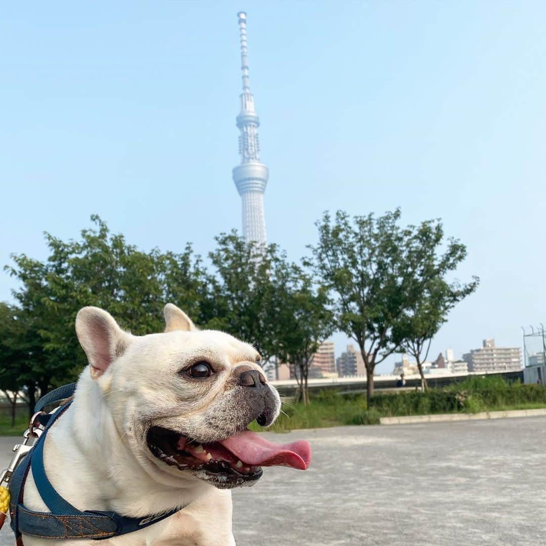 テレビ東京「どうぶつピース‼︎」さんのインスタグラム写真 - (テレビ東京「どうぶつピース‼︎」Instagram)「日曜日の #あさんぽ🐾 スカイツリーもきれいに見えるお天気で散歩日和☀️ぴーすの表情もいきいきしてます！ 熱中症には気をつけましょう！！🐶  #ベンチで休憩  #ilovemydog #フレンチブルドッグ　#フレブル #frenchbulldog #看板犬 #どうぶつピース #ぴーす君 #犬好きな人と繋がりたい🐾  #フレブル好きと繋がりたい #いぬすたぐらむ #はなぺちゃ図鑑」8月9日 17時11分 - doubutsupeace