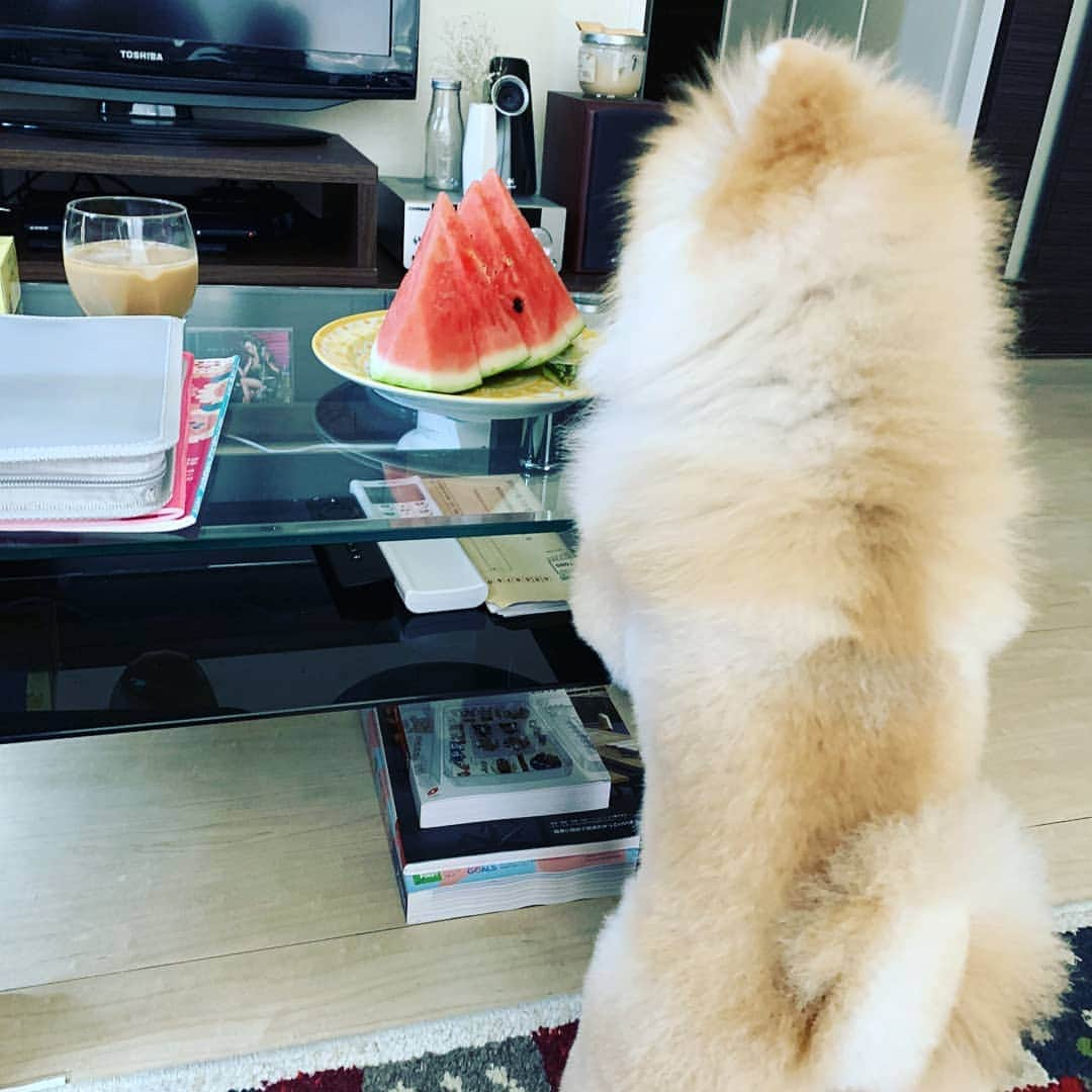 北川まみのインスタグラム：「なつ🍉  #いぬすたぐらむ #ポメラニアン #ポメラニアン男の子  #ポメラニアンのいる暮らし」