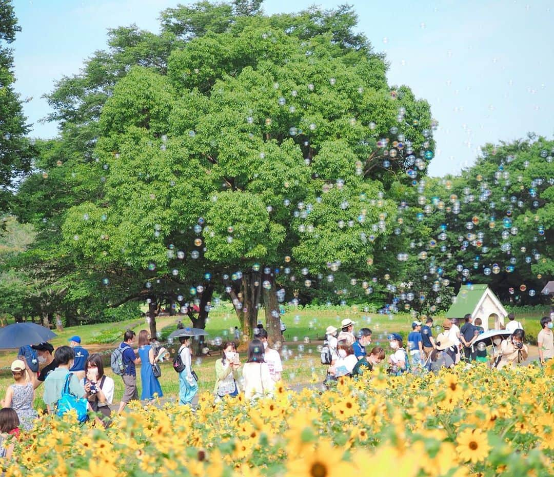 豆柴にこちゃんさんのインスタグラム写真 - (豆柴にこちゃんInstagram)「🐶🌻 #昭和記念公園 のヒマワリ🌻 . 特定の時間にシャボン玉タイムがあって、 それ狙いで来たけど写真に シャボン玉写すのむずいー😆 . 本当は別の場所に ひまわり見にいく予定が、 この暑さでうなだれヒマワリに なってるみたいだから急遽場所変更。 . 小振りなヒマワリ、キレイだったよ😊 . #柴犬#豆柴#pecoいぬ部#犬#shibastagram#petstagram#犬#犬のいる暮らし#shibainu#dog#mameshiba#pecotv#いぬのきもち部#しばいぬ#しばけん#こいぬ#シバイヌ#狗#ペット#子犬#puppy#pet#시바견#강아지#개#instacute#barked#9gag#9gagpetsと」8月9日 18時46分 - nikochan.mame48