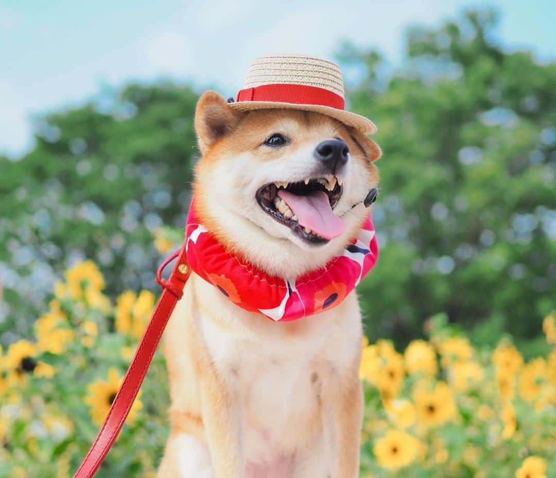 豆柴にこちゃんさんのインスタグラム写真 - (豆柴にこちゃんInstagram)「🐶🌻 #昭和記念公園 のヒマワリ🌻 . 特定の時間にシャボン玉タイムがあって、 それ狙いで来たけど写真に シャボン玉写すのむずいー😆 . 本当は別の場所に ひまわり見にいく予定が、 この暑さでうなだれヒマワリに なってるみたいだから急遽場所変更。 . 小振りなヒマワリ、キレイだったよ😊 . #柴犬#豆柴#pecoいぬ部#犬#shibastagram#petstagram#犬#犬のいる暮らし#shibainu#dog#mameshiba#pecotv#いぬのきもち部#しばいぬ#しばけん#こいぬ#シバイヌ#狗#ペット#子犬#puppy#pet#시바견#강아지#개#instacute#barked#9gag#9gagpetsと」8月9日 18時46分 - nikochan.mame48