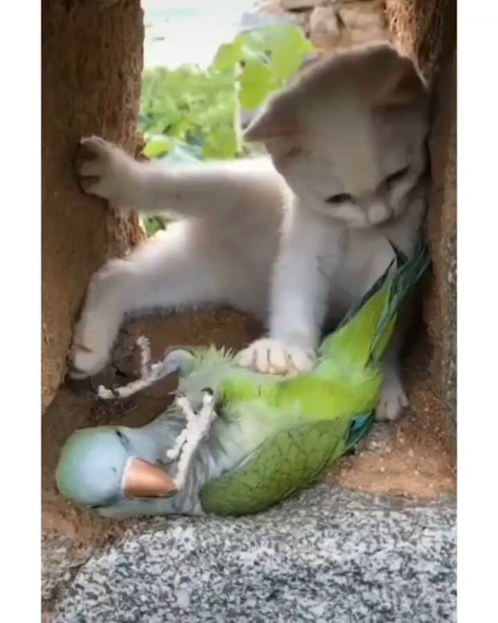 Pleasant Catsのインスタグラム：「They are so cute!! 🥰 💕 From carminebb - on tiktok  #pleasantcats」