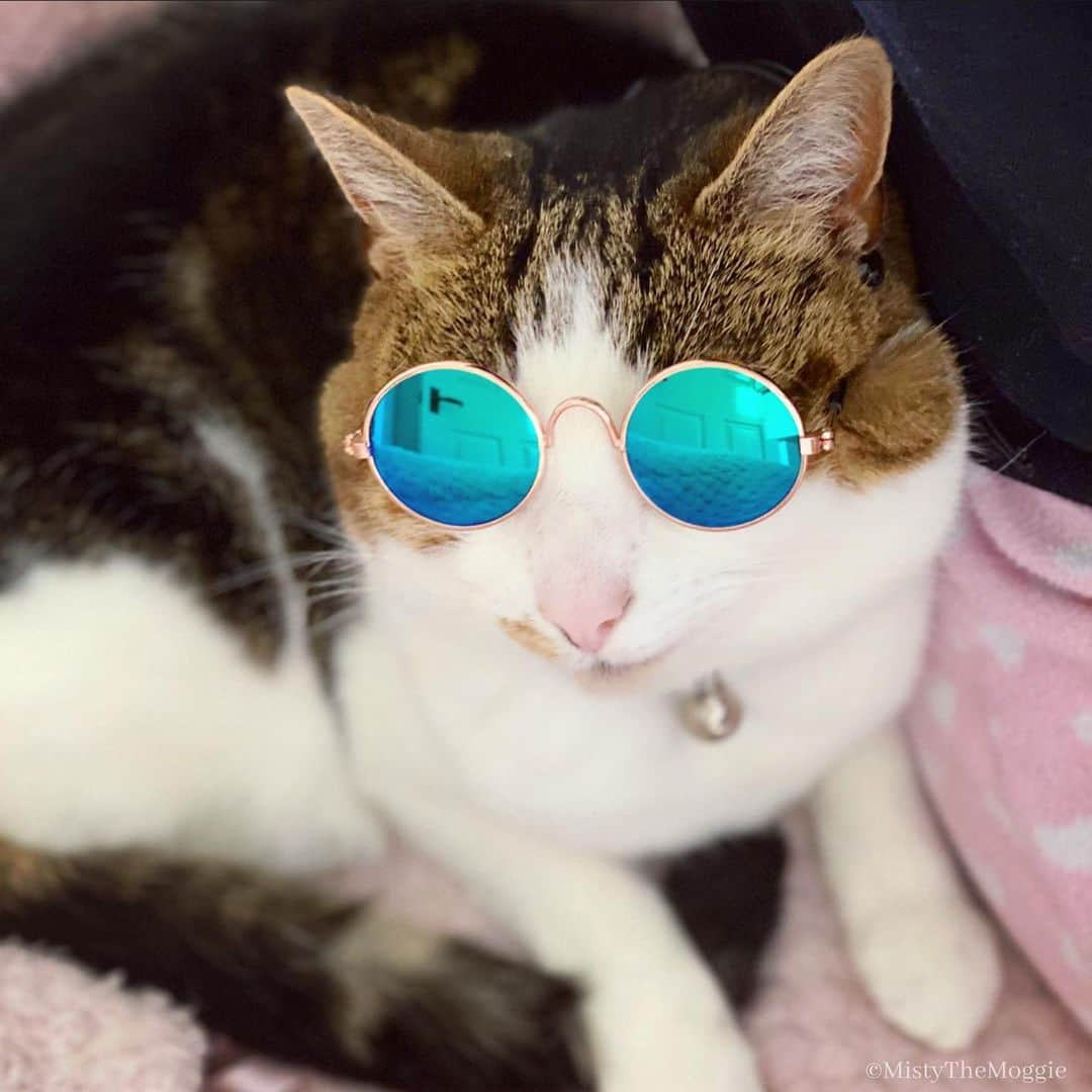 Misty The Moggieさんのインスタグラム写真 - (Misty The MoggieInstagram)「Enjoying the heatwave 😎 Stay cool fur friends!」8月9日 19時34分 - mistythemoggie