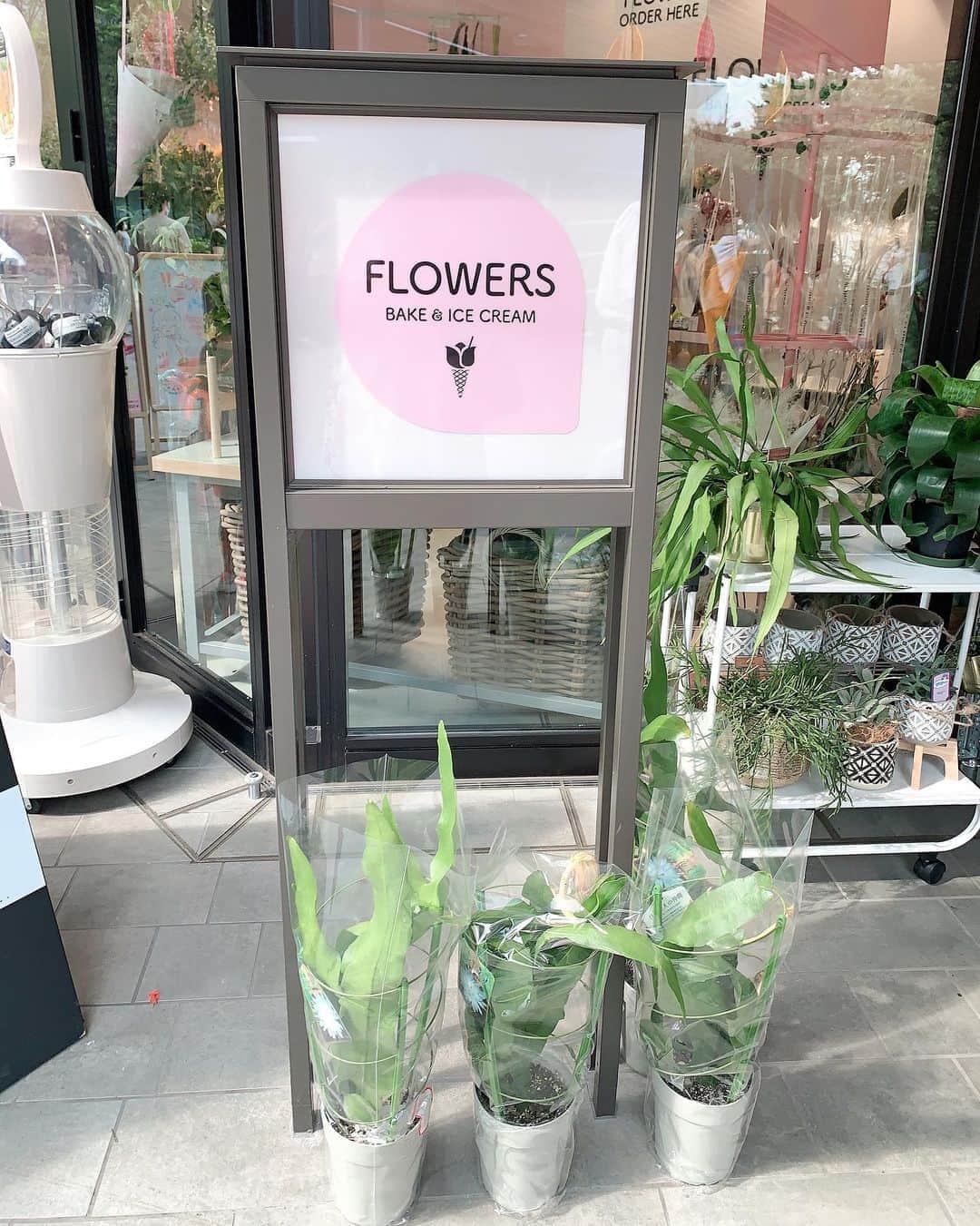Miku Hirata 平田未来さんのインスタグラム写真 - (Miku Hirata 平田未来Instagram)「#greensprings にある、#flowersbakeandicecream (@flowersbakeandicecream )へ💠  お花がたくさん売っていて カフェは隣にあります🌼  ちょうど、おやつ時間だったためか 混んでいましたが☕️  テイクアウトもあり テラス席もあったので快適でした💠  アイスコーヒーと、可愛いお花のドリンク🥤💠🌼  お花に癒されながらのカフェタイム💓 壁紙もとても可愛いですよ✨  そのあと、敷地内を散策してホテルも素敵でした🌼  また、#恐竜グリーティング がドキドキで 大人気でした🦖たくさん人がいたので、 ショートバージョンで🙏  子供は起き抜けということもあってか、 怖がってキョトンとしていました笑  屋外で楽しめるアミューズメントとして とても良いなと思いました✨  このところは、連休とお盆が一緒になり、 夏休みのなかの夏休みのような感じですが👗🎪  カフェ巡りや🍰グルメがごっちゃの投稿をお楽しみに笑  あと、#reel #リール やってみました！  #グリーンスプリングス立川 #グリーンスプリングス立川店 #グリーンスプリングステイクアウト #flowercafe #フラワーカフェ #お花のあるくらし #お花のある生活 #お花屋さん」8月9日 19時36分 - miku.hirata