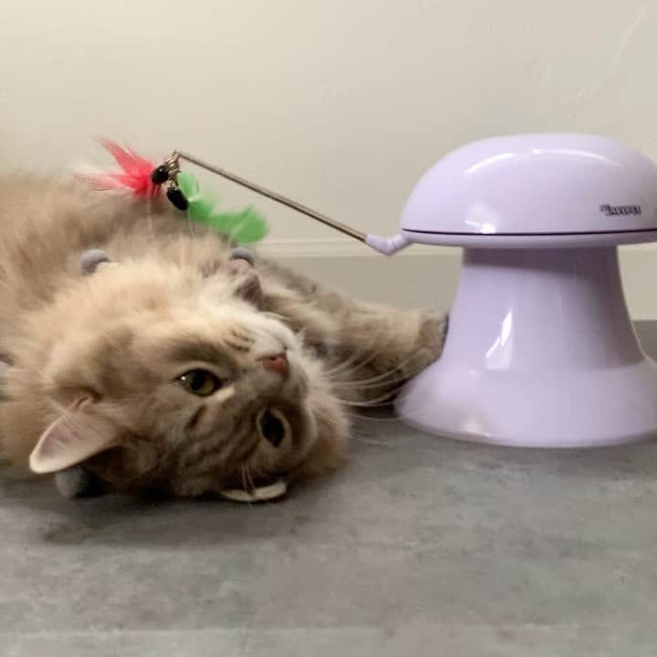 nocoaのインスタグラム：「． すかすことも覚えました。 ． #おもちゃとサラ #nocoa動画#catvideo#猫動画#ロイサラ成長記録」
