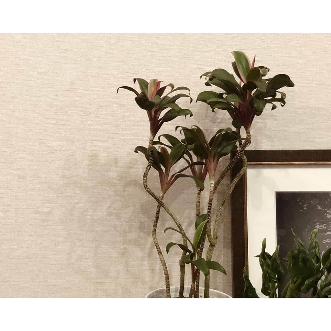 太田彩乃のインスタグラム：「new face...🌿 一目惚れして、忘れられなくて。 まだお店に居てくれたー！ ありがとう🌱 . . #観葉植物 #コルディリネ #観葉植物のある生活 #影まで可愛い #葉花」