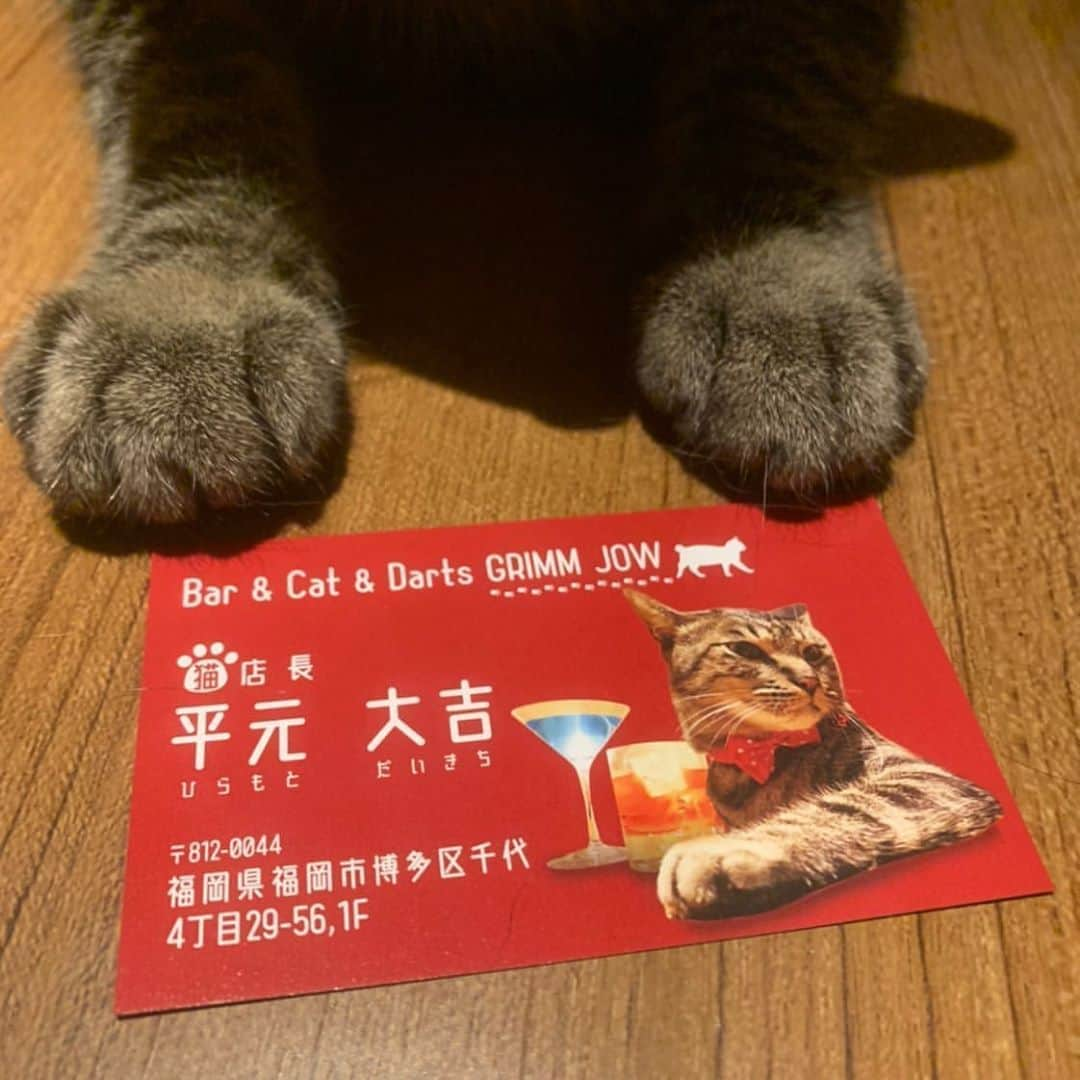 Nyankichi Noranekoさんのインスタグラム写真 - (Nyankichi NoranekoInstagram)「今夜は、俺の行きつけのBARを紹介しよう🍷😸🍹 大吉店長 @daikichi_the_cat が経営している 博多の夜の憩の場、グリムジョー(GRIMM JOW : 福岡市博多区千代4丁目29-56) にゃり🍺 ところで、大吉店長 @daikichi_the_cat の名刺が出来上がりましたにゃり🍷 とても素敵な名刺にゃり😸 みなさん、コロナ対策を十分にとり会いに行ってあげてください🍹 色男店長 @daikichi_the_cat は、ちゅ〜るが大好きらしいにゃりよ❣️🍸🤣 大吉店長 @daikichi_the_cat のフォローもよろしくにゃりね❣️ #猫 #고양이 #แมว #貓 #кошка #qata #chat #ニャンスタグラム #にゃんすたぐらむ #gato #喵星人 #ねこ部 #旅猫 #動物 #ねこのきもち #ニャン吉 #kawaii #保護猫 #イケニャン #japan #猫写真 #ねこ #mèo #kucing #ネコ #旅貓 #bar #博多 #福岡 #bar #kucing #kucinglucu」8月9日 20時23分 - noraneko_nyankichi