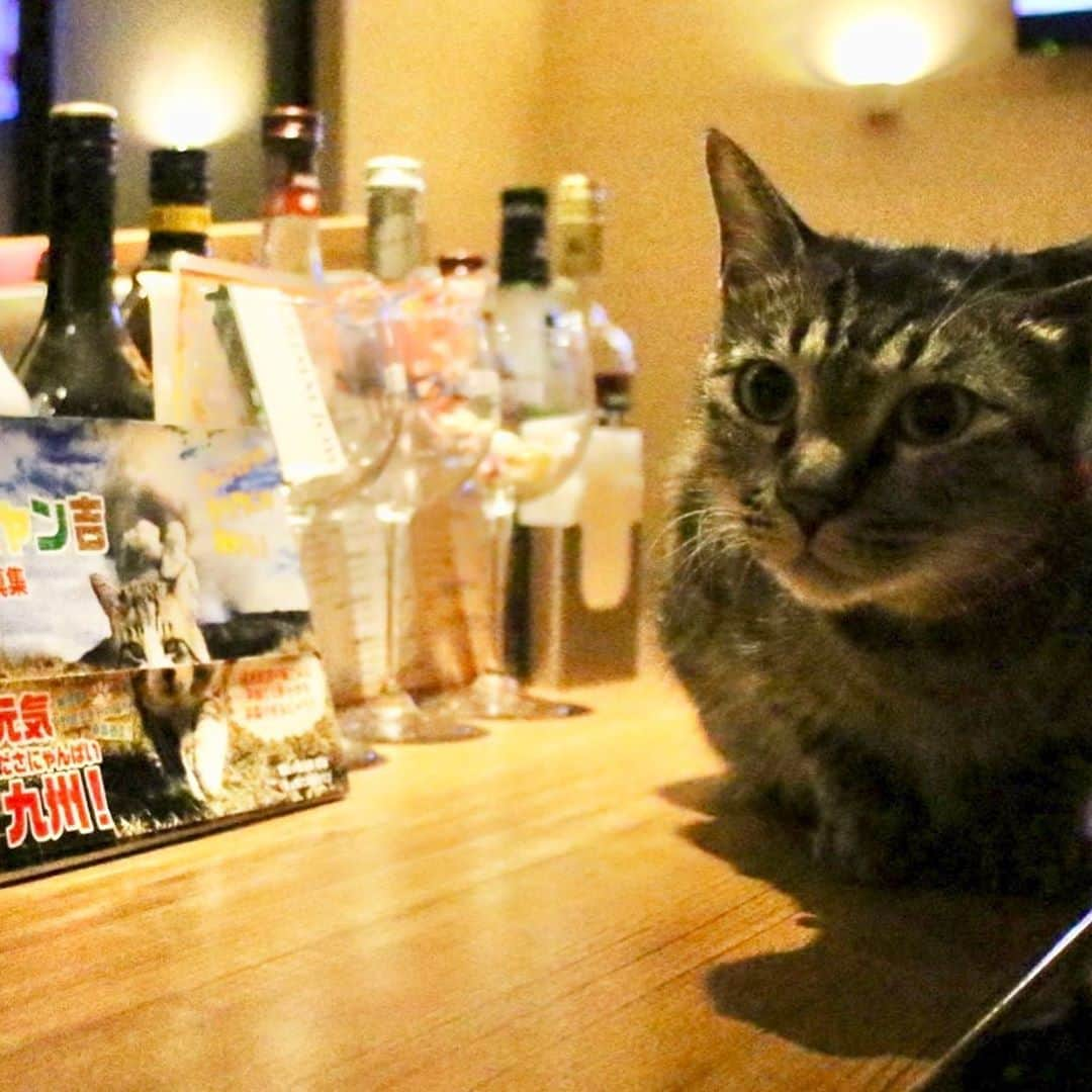 Nyankichi Noranekoさんのインスタグラム写真 - (Nyankichi NoranekoInstagram)「今夜は、俺の行きつけのBARを紹介しよう🍷😸🍹 大吉店長 @daikichi_the_cat が経営している 博多の夜の憩の場、グリムジョー(GRIMM JOW : 福岡市博多区千代4丁目29-56) にゃり🍺 ところで、大吉店長 @daikichi_the_cat の名刺が出来上がりましたにゃり🍷 とても素敵な名刺にゃり😸 みなさん、コロナ対策を十分にとり会いに行ってあげてください🍹 色男店長 @daikichi_the_cat は、ちゅ〜るが大好きらしいにゃりよ❣️🍸🤣 大吉店長 @daikichi_the_cat のフォローもよろしくにゃりね❣️ #猫 #고양이 #แมว #貓 #кошка #qata #chat #ニャンスタグラム #にゃんすたぐらむ #gato #喵星人 #ねこ部 #旅猫 #動物 #ねこのきもち #ニャン吉 #kawaii #保護猫 #イケニャン #japan #猫写真 #ねこ #mèo #kucing #ネコ #旅貓 #bar #博多 #福岡 #bar #kucing #kucinglucu」8月9日 20時23分 - noraneko_nyankichi