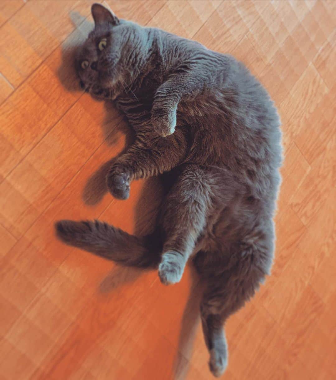 チキン南蛮カレーのルウ王子のグルメインスタ