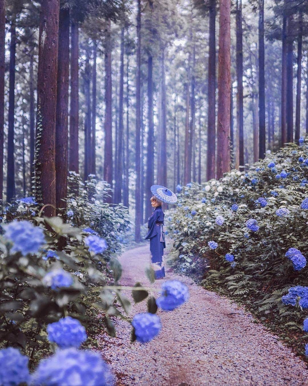 9GAGさんのインスタグラム写真 - (9GAGInstagram)「Who's that person you would want to watch hydrangeas with? 💜 Follow @voyaged to discover hidden gems around the world!  By @hobopeeba - #9gag #voyaged #travel #japan」8月9日 20時30分 - 9gag