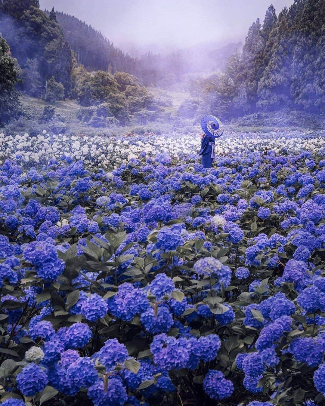 9GAGさんのインスタグラム写真 - (9GAGInstagram)「Who's that person you would want to watch hydrangeas with? 💜 Follow @voyaged to discover hidden gems around the world!  By @hobopeeba - #9gag #voyaged #travel #japan」8月9日 20時30分 - 9gag