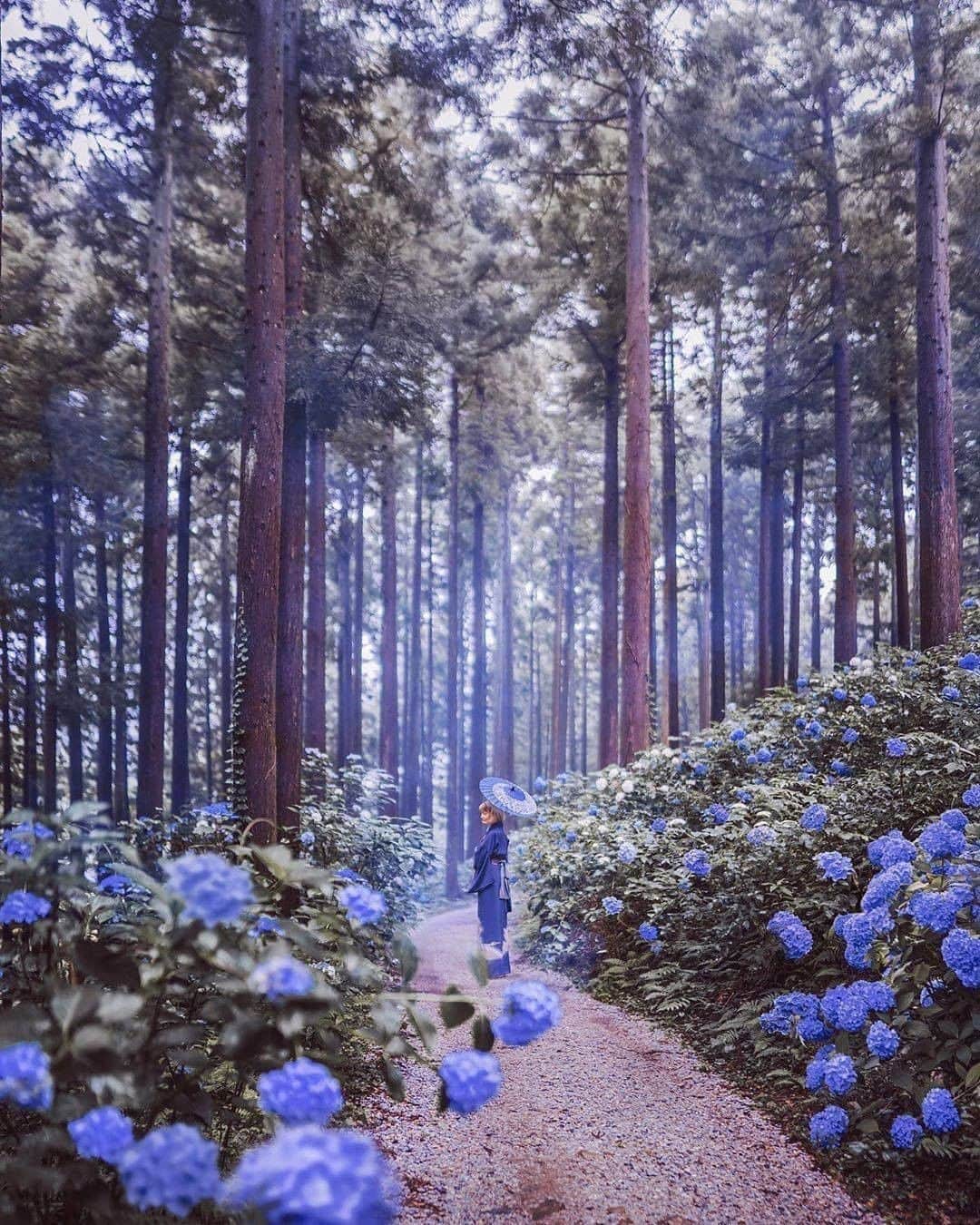 9GAGさんのインスタグラム写真 - (9GAGInstagram)「Who's that person you would want to watch hydrangeas with? 💜 Follow @voyaged to discover hidden gems around the world!  By @hobopeeba - #9gag #voyaged #travel #japan」8月9日 20時30分 - 9gag