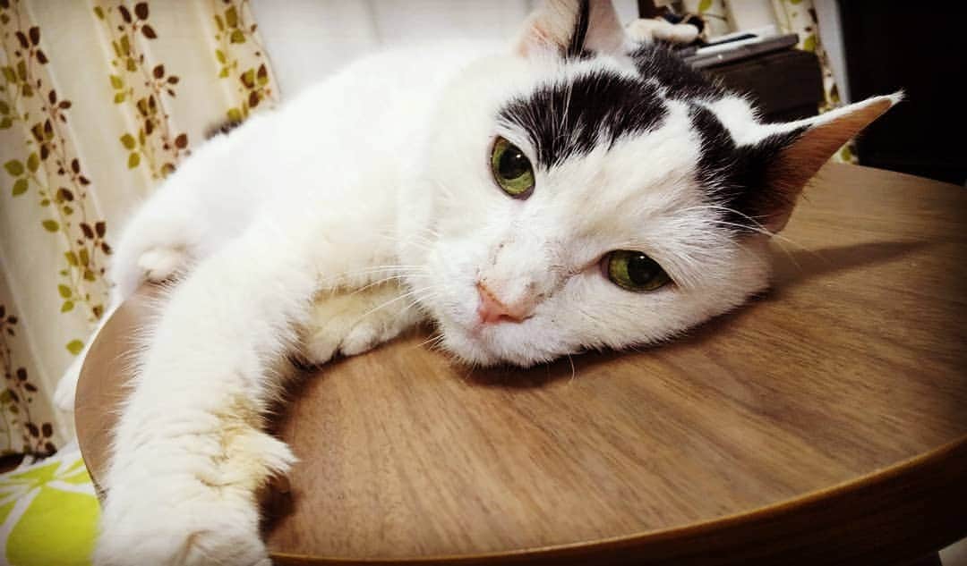 川久保秀一さんのインスタグラム写真 - (川久保秀一Instagram)「こじろう君、そこは寝床じゃなくテーブルなんだがなぁ。 多分、エアコンの冷気が来るところ。わかってらっしゃる。  #白黒猫 #老猫」8月9日 20時24分 - hidekazu_kawakubo