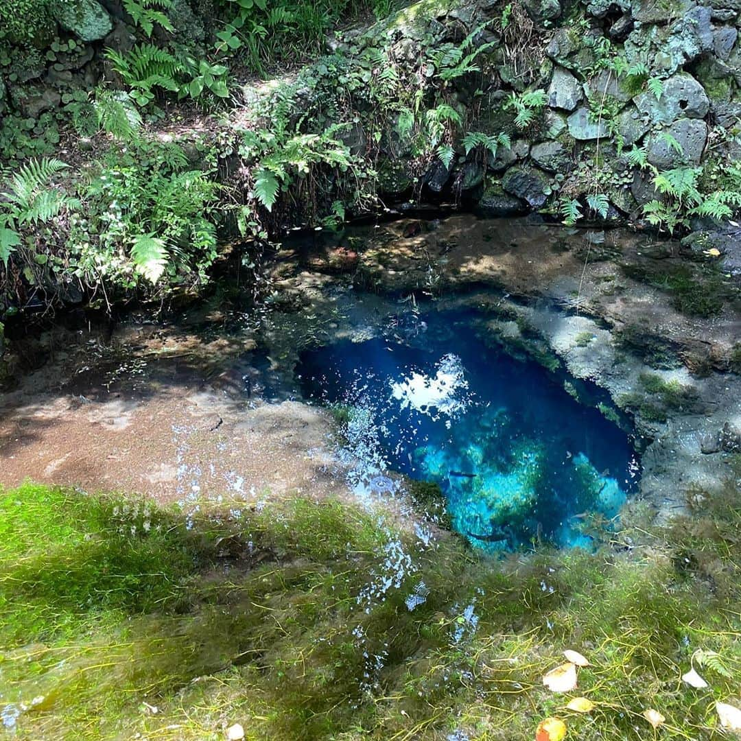 シナダユイさんのインスタグラム写真 - (シナダユイInstagram)「瑠璃色💙💛 #deepblue #忍野八海  #howbeautiful  #blue#truenature 💚」8月9日 20時37分 - yuis96