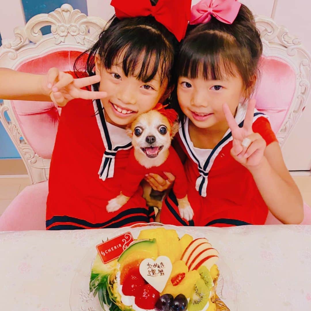 rollmakikoのインスタグラム：「えー 我が家の大切な愛犬たぬきが8月8日で 還暦（11歳）を迎えました❤️❤️❤️ . みんなでシェリールのパイナップルケーキ🍍を食べて赤い服着せてあげた（たぬきはドッグフード笑） . #犬の誕生日 #還暦祝い #犬の還暦　#たぬき　 #たぬきは実は大阪生まれ #シェリール　#パイナップルケーキ #たぬき11歳おめでとう #うちの子になってくれてありがとう  #子供がいない時から家族 #何度わたしの涙を舐めてくれたか #愛してるぜベイベ  #ずっと一緒にいたい #たぬき大好きだよ」