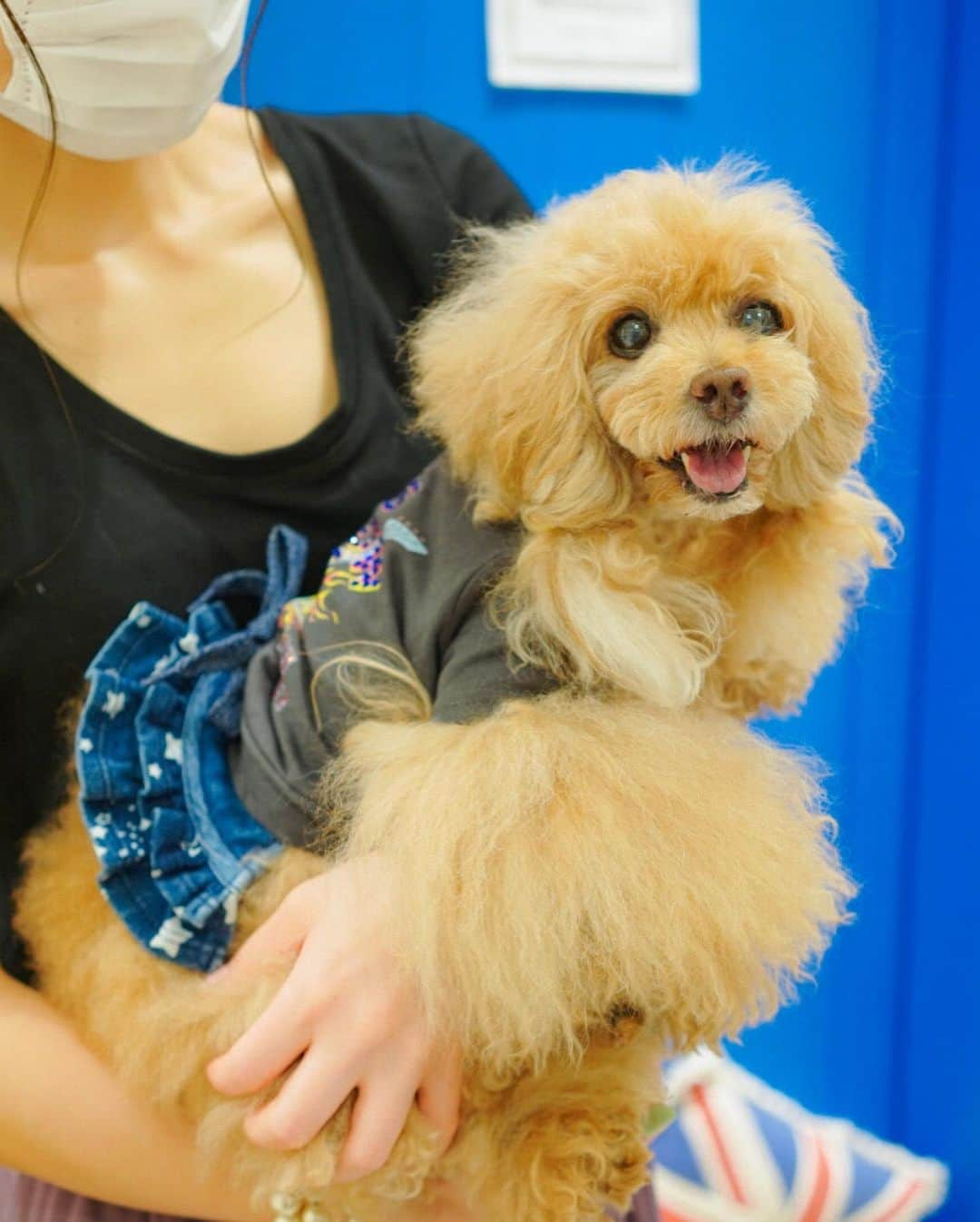 Toypoodle Mikuru?Asakusa Tokyoさんのインスタグラム写真 - (Toypoodle Mikuru?Asakusa TokyoInstagram)「20200807 Friday. In @asknowasdewan_marronniergate . アネアカフェでlunchする前に as know as de wan マロニエゲートに行ってきました❤️ ラフ君 @laugh0903 とお揃いで ロックTシャツ着せてもらいました😊 みきゅるんはお色違いのREDをゲットしてます❤️ キラキラ背中のロゴがシビれるネェ😎 . ❶ 撮影からご褒美オニクゲットまで動画 ❷ バナナコーデ ❸ だっこ ❹ おやつ選ぶラフ君 . #カップルコーデ #asknowasdewanマロニエゲート #第17期ppモデル #第17期ppgirl @asknowas_dewan_official」8月9日 20時47分 - purapura299