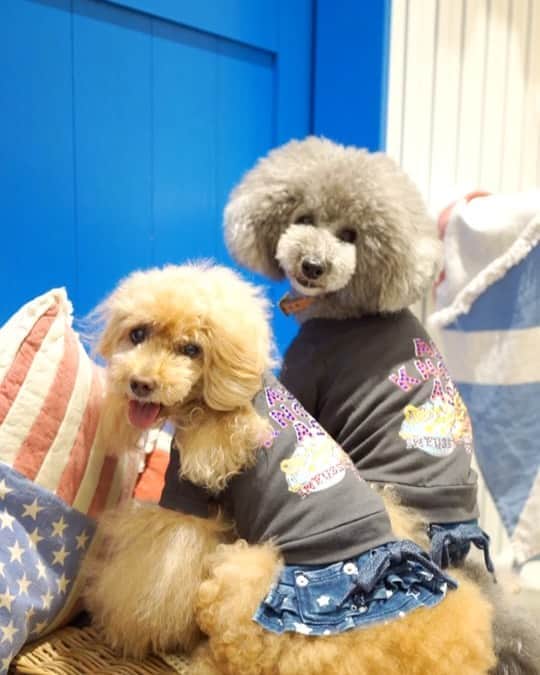 Toypoodle Mikuru?Asakusa Tokyoのインスタグラム：「20200807 Friday. In @asknowasdewan_marronniergate . アネアカフェでlunchする前に as know as de wan マロニエゲートに行ってきました❤️ ラフ君 @laugh0903 とお揃いで ロックTシャツ着せてもらいました😊 みきゅるんはお色違いのREDをゲットしてます❤️ キラキラ背中のロゴがシビれるネェ😎 . ❶ 撮影からご褒美オニクゲットまで動画 ❷ バナナコーデ ❸ だっこ ❹ おやつ選ぶラフ君 . #カップルコーデ #asknowasdewanマロニエゲート #第17期ppモデル #第17期ppgirl @asknowas_dewan_official」