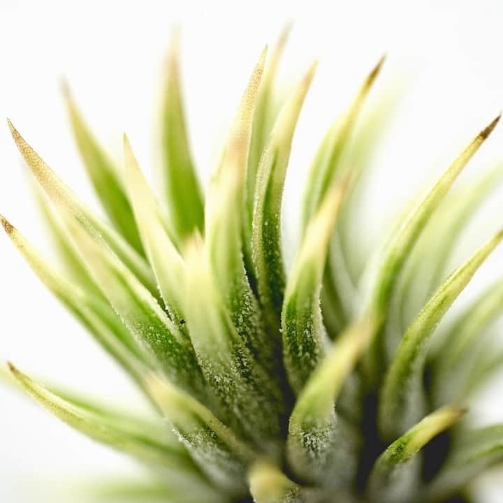 LOVEGREEN -植物と暮らしを豊かに。さんのインスタグラム写真 - (LOVEGREEN -植物と暮らしを豊かに。Instagram)「[Tillandsia ionantha 'Albomarginata'] . 斑入りの葉が美しいイオナンタ!! . メキシコ型の肉厚な葉とコロコロした草姿が最高に可愛いです . 斑入植物は性質が弱い場合が多いですが、アルボマージナータはとても丈夫で育てやすいです . 開花時にピンク色染まる姿も可愛いので、ぜひ挑戦してみてください🍍 . . #tillandsia #tillandsialover #植物のある暮らし #植物男子 #チランジア #ティランジアが好き #エアープランツ #エアプランツ #植物が好き#植物 #plantslover #写真」8月9日 21時00分 - lovegreen_official