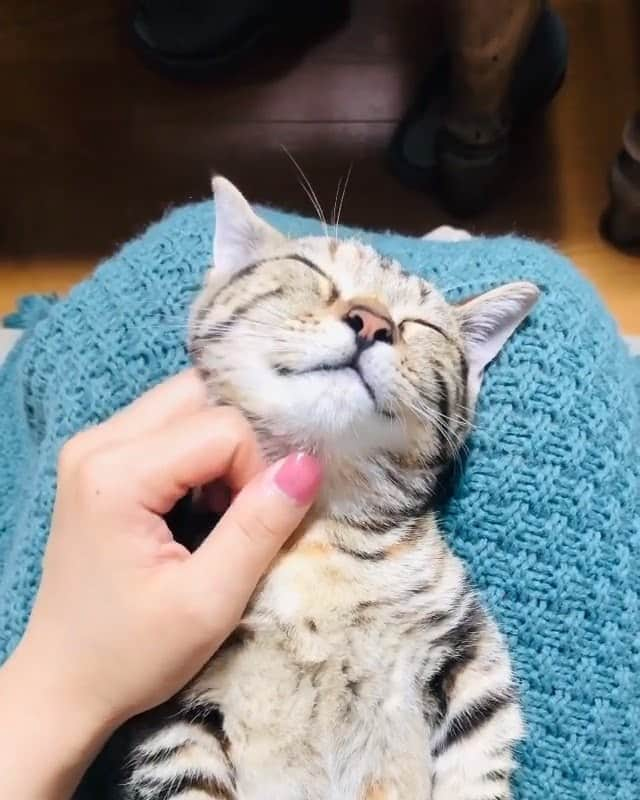 PECOねこ部のインスタグラム