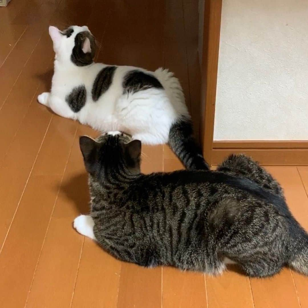 ひのき猫さんのインスタグラム写真 - (ひのき猫Instagram)「ドア待ちの２匹でした😅  ・ ・ ・ #オデコ #豆大福 #ドア待ちねこ #かわいい猫 #シンクロ #ひのき猫 #猫部 #猫のいる生活 #cat #catstagram #cutecat」8月9日 21時17分 - hinoki.cute.kitten