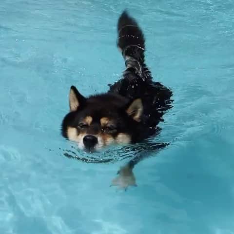 黒豆柴こむぎのグルメインスタ