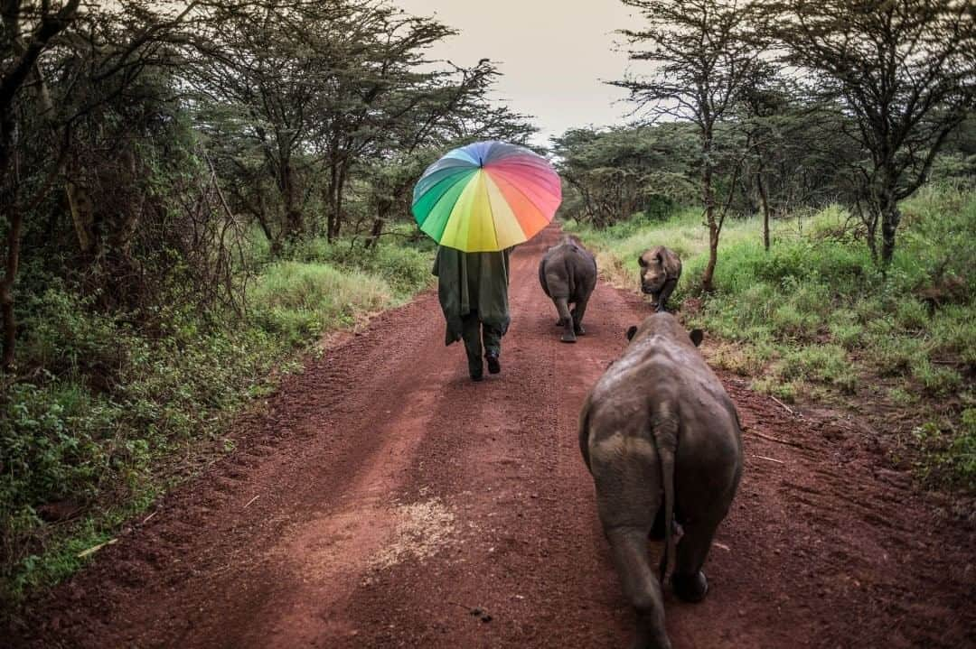 National Geographic Travelさんのインスタグラム写真 - (National Geographic TravelInstagram)「Photo by @amivitale  Kamara, a Kenyan rhino keeper, walks in the rain with orphaned black rhinos he hand-raised at Lewa Wildlife Conservancy (@lewa_wildlife) in Kenya. Indigenous communities are on the front lines of the fight against poaching and landscape destruction, making them the best protectors of the endangered wildlife around them. One of the best ways to get involved is to visit and support the communities that protect them. Follow @amivitale, @lewa_wildlife, and @nature_org to learn about the incredible work being done to protect this fragile ecosystem. @kenyawildlifeservice @thephotosociety @nature_africa #rhinos #saverhinos #stoppoaching #kenya #africa」8月10日 7時02分 - natgeotravel