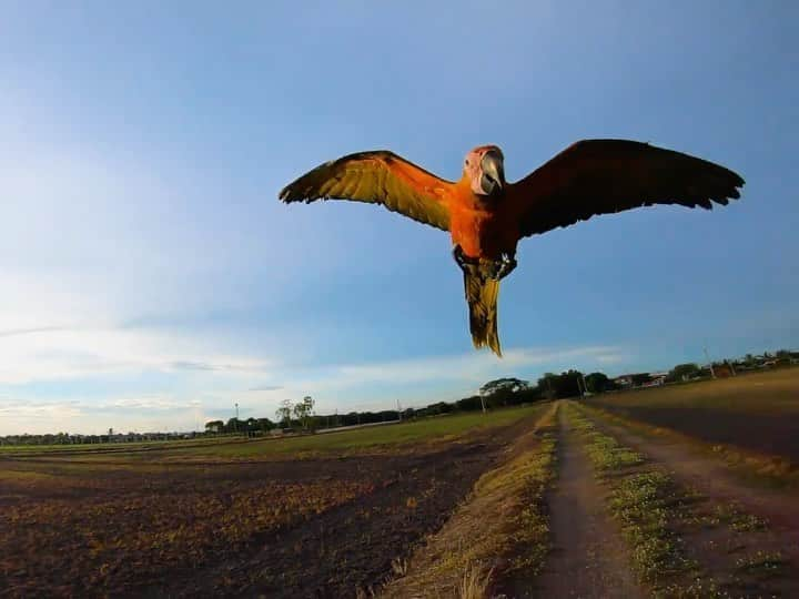 GoProのインスタグラム