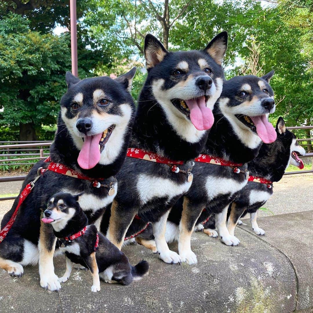 vo_coのインスタグラム：「🐾 いつものずらり！ポイント 誰もいなくて寂しかったので、こたつさんで埋めてみた 賑やかになったね！ * #ずらり #量産型シバ  #shibastagram #instashiba #shiba #shibainu #黒柴 #柴犬」