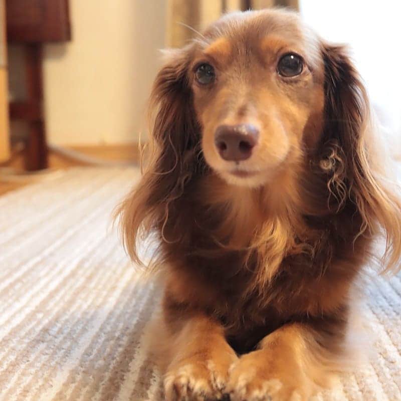 くるみんのインスタグラム：「* 無事に父の一周忌を終えました。 こんな時だから自宅でちんまりした法要になってしまったけど、親族の想いは届いたでしょう。  あずきちゃんのフセはとても美しい  #カニンヘンダックスフント #カニンヘン #カニンヘンダックス #カニンヘンダックスフンドの日常 #カニンヘンの会 #カニンヘンダックスフンド #チョコタンダックスフント #チョコタンダックスフンド #チョコタンダックス #チョコタン #ダックスlove #ダックス多頭飼い #ダックスフント #ダックスフンドカニンヘン #ダックス部 #ダックス大好き #ダックスフンド #ダックス #いぬばか部 #いぬすたぐらむ #短足部 #all_dog_japan #east_dog_japan #dachshundgram #dachshund #dogstagram #instagramdog #instadachs #todayswanko #7pets_1day」