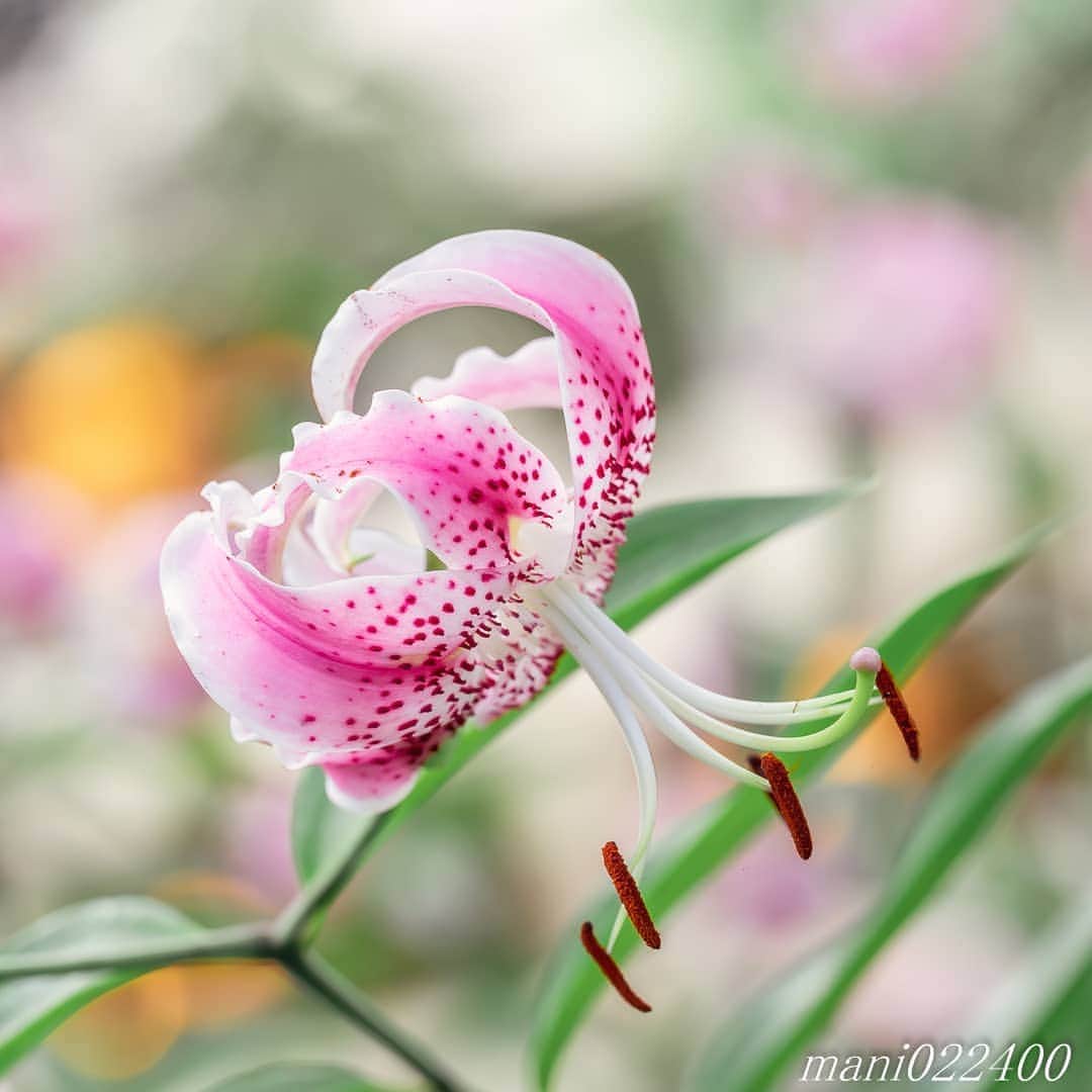 mani022400のインスタグラム：「. 10 Aug. 2020 ． . Good morning🌸🌺🌹✨ DMで著作権侵害だから このリンクにアクセスして確認しなさい 24時間以内に対応しないと アカウント停止とコメントがありました 著作権には気をつけていて、 東京タワーやスカイツリーのような 有名な建物、人様の物、私有地内、ロゴも ポストしないようにしているのに不思議です😅 . . location:Tokyo camera:a7r3 lens:Sony135GM  . . 🌺🌺🌺🌷🌷🌷🌹🌹🌹🌸🌸🌸 ご訪問ありがとうございます🙇 . お花以外の写真は サブアカウントにポストしています。 良かったら、覗いてください🙇🙇 ⬇️⬇️⬇️ @mani0224000   . 🌺🌺🌺🌷🌷🌷🌹🌹🌹🌸🌸🌸 . . . . . 🔷🔷🔷🔷🔷🔷🔷🔷🔷 thanks_dear_yui  discoverwithalpha ﻿ japan_ilc﻿  a7rm3 ﻿ sel135f18gm  sel55f18z  #カメラ好きな人と繋がりたい  #flower  #花 #flowers   #写真好きな人と繋がりたい love_bestjapan  serahana #ファインダー越しの私の世界    #花のある暮らし  #bns_lite #eclecticshow #explore_floral . #9vaga9  9Vaga_Rose9  9vaga_3flowers9  #floristsandflowers #ip_for_blossoms_vip  #fabulous_shots ig_flowers #ponyfony_flowers #meiko_flora_member meiko_roses  #myheartinshots #la_flowers #rainbow_petals #top_favourite_flowers  #quintaflower #inspiring_shot #phx_flowers dreaming_in_macro #j_flower_shots flower_special_legend　nature_special_legend  #ind_flowers #tv_flowers　　 #best_mmf_vipday  #best_beauty_flora_  9vaga_flowersart9 #ptk_flowers #fleur_noblesse_m  .」