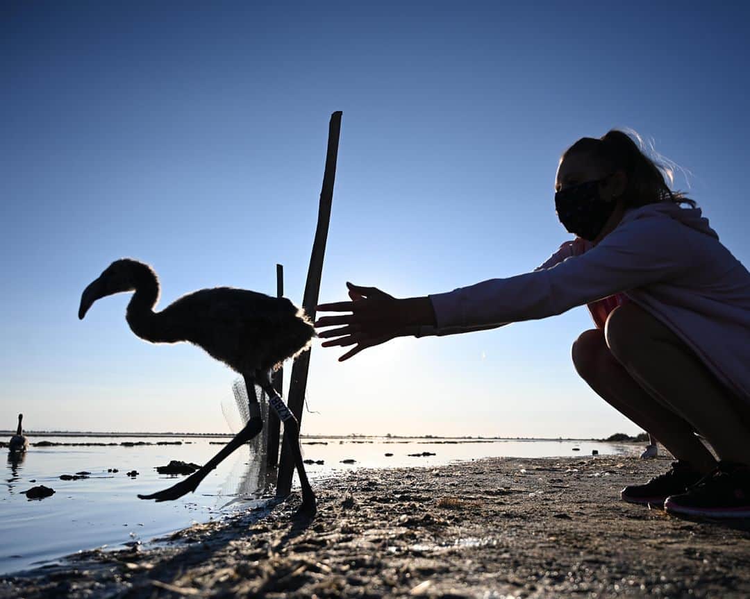 AFP通信さんのインスタグラム写真 - (AFP通信Instagram)「AFP Photo 📷 @christophesimonafp - Auspicious year for pink flamingos in Camargue -⁣ .⁣ Tagging and controling operation of flamingo chicks to monitor the evolution of the species in Aigues-Mortes, near Montpellier, southern France, on August 5, 2020」8月9日 23時37分 - afpphoto