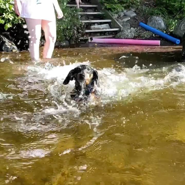 Crusoe the Celebrity Dachshundのインスタグラム：「“Cannonball!!!” ~ Oakley」