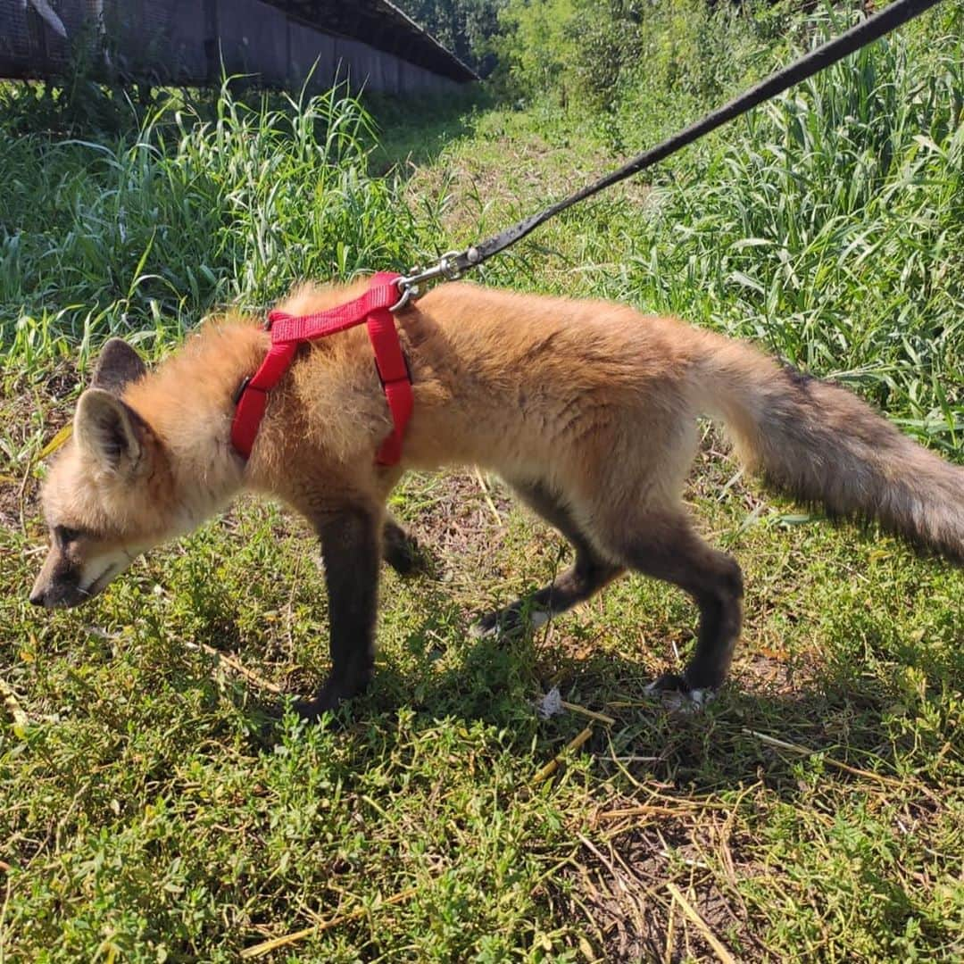 Rylaiさんのインスタグラム写真 - (RylaiInstagram)「Panda’s Pal: This little red color red fox is absolutely adorable! The ICG is working on some leash training with our babies, so when they come to the center, we can take them on walks.  It is also a good way to socialize them and introduce them to different walking surfaces, noises, materials, and fun things they can play in!!  . This baby does not have a name or Sponsor yet.  The current Sponsorship is to sponsor them to come to the US.  . Good news!! We have an anonymous donor willing to Sponsor one of the foxes!!  . While we don’t have a confirmed date for when these babies will arrive, we continue to fundraise to bring as many to the center as we can!  . We are sold out for our private encounters in August, but we just opened a few dates in Sept! We also have the Special Fox Encounter Option and available one hour photoshoots with @anabeldflux on Aug 29th!  . . #babyfox #russianbaby #russiandomesticatedfox #redfox #kit #pup #leashtraining #support #saveafox #ambassador #fromrussiawithlove #ppp #panda #pals #vulpes #conservation #education #virtualencounters #animalencounters #foxencounters #wolfencountwrs #ngsd #sandiego #socal #instadaily #instagood #instagram #instadog #julian #discoverjulian」8月9日 23時51分 - jabcecc